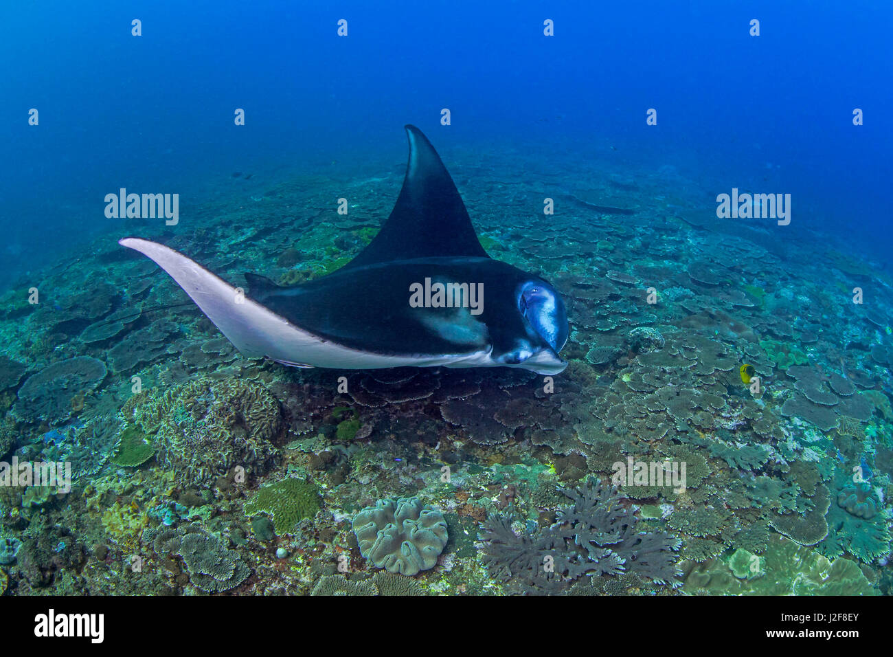 Bluestreak wrasse opera dentro la bocca di una manta ray (Manta birostris). Nusa Penida, Bali, Indonesia. Foto Stock