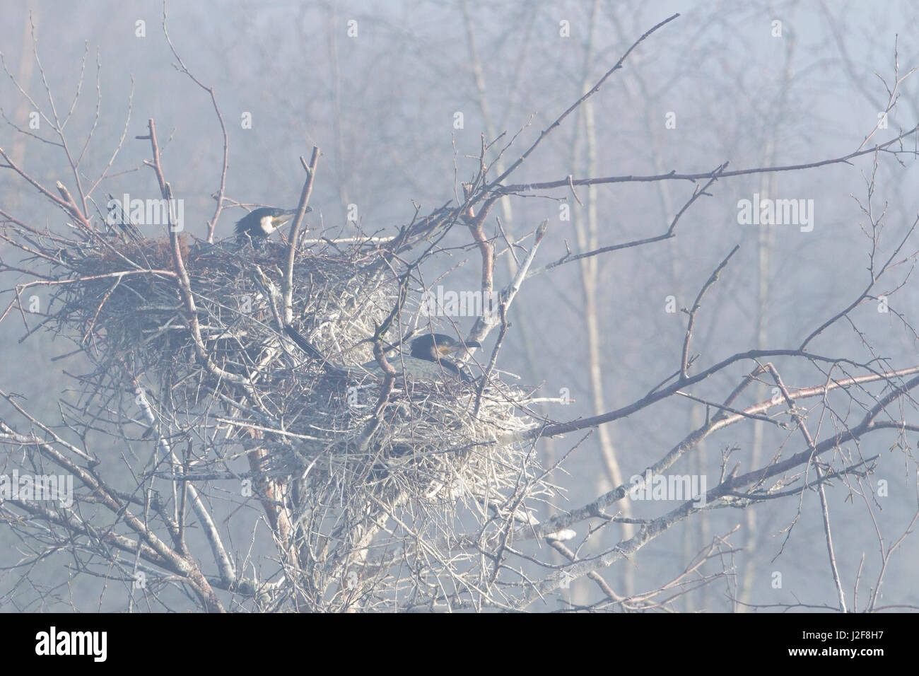 Allevamento di colonia di Cormorani in una mattinata nebbiosa Foto Stock