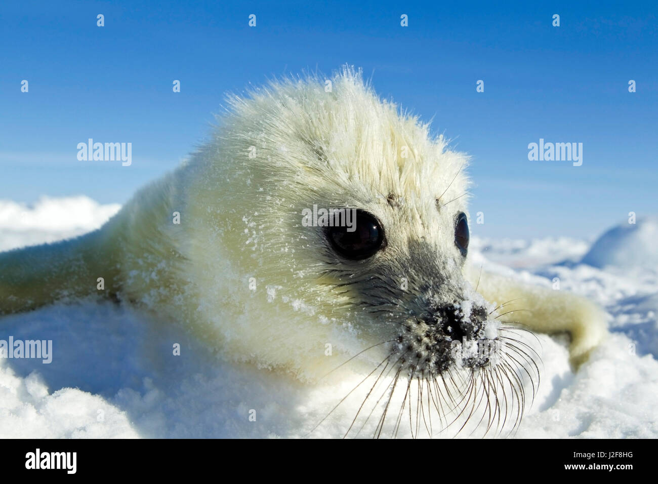 Guarnizione arpa pup sul mare di ghiaccio Foto Stock