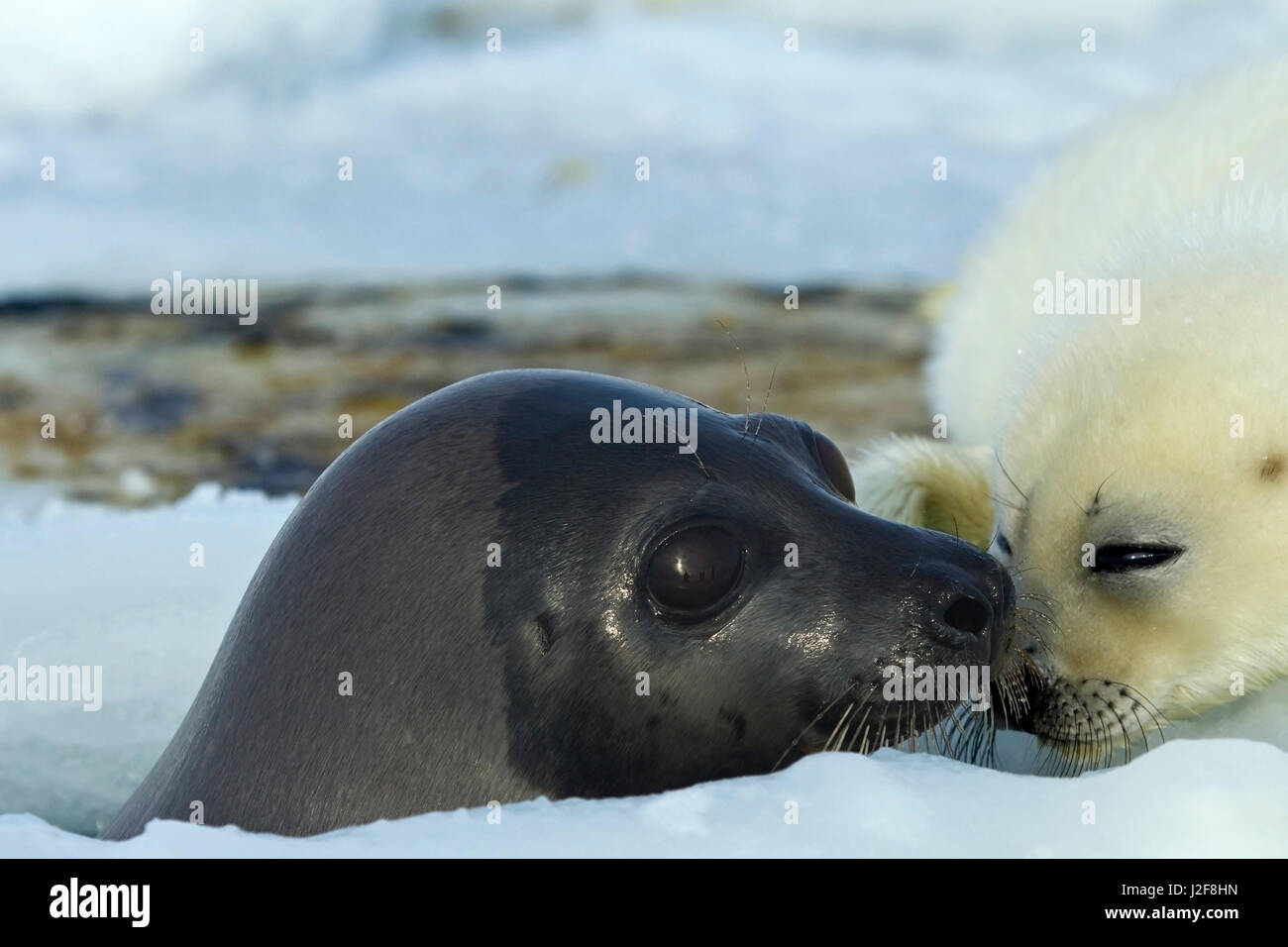 Arpa di tenuta con il pup sul mare di ghiaccio vicino al foro per la respirazione Foto Stock