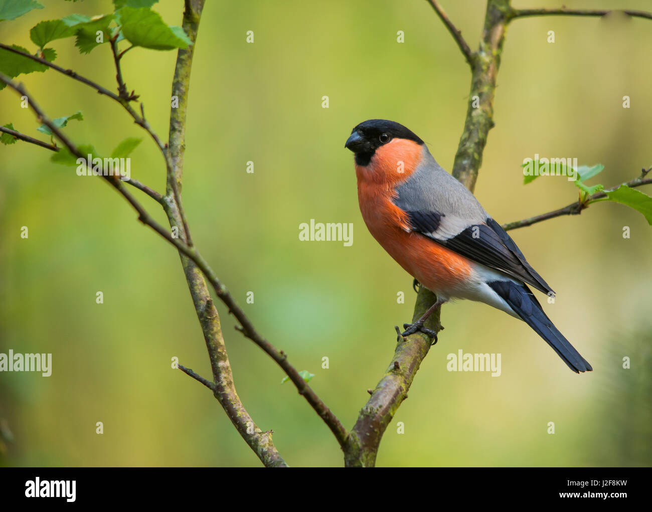 Bullfinch maschio (Pyrrhula pyrrhula) Foto Stock