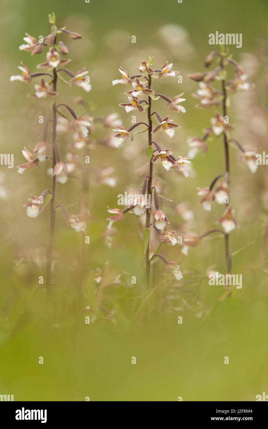 Gruppo di fioritura marsh helleborines Foto Stock