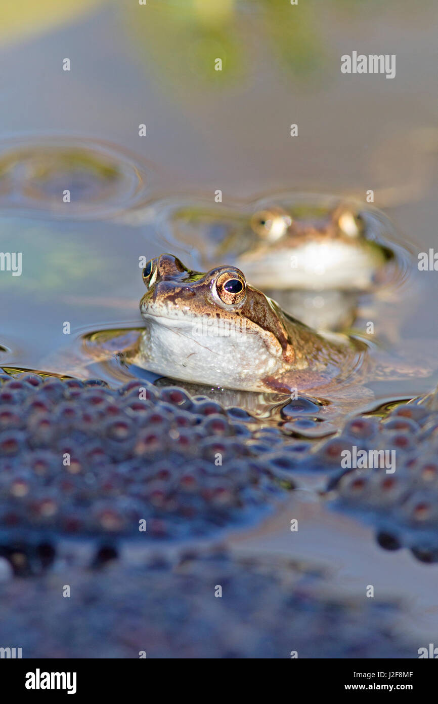 Rane comuni tra frog spawn durante l'accoppiamento Foto Stock