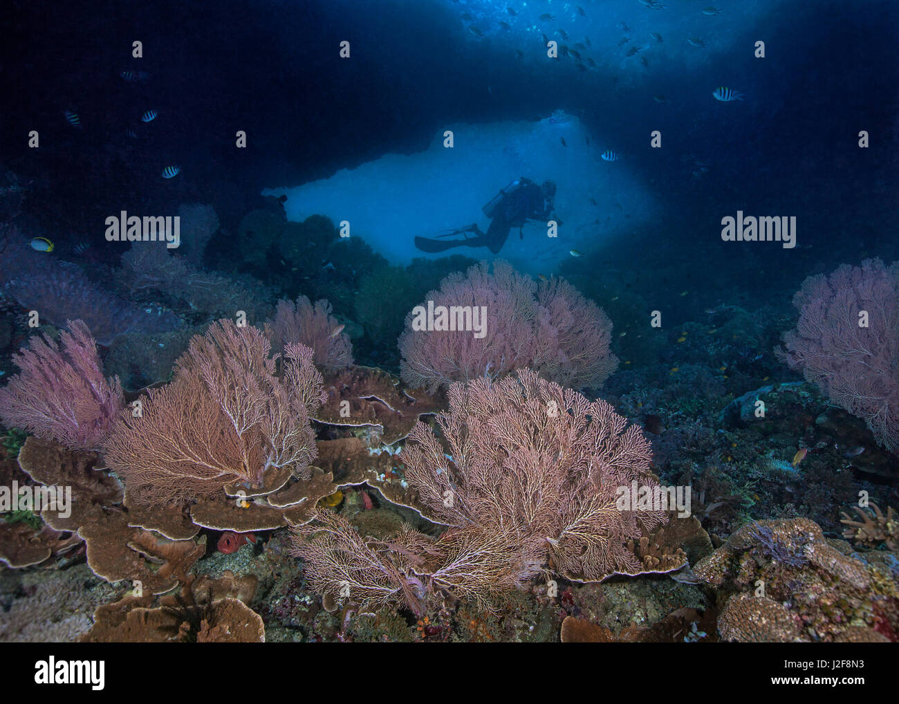 Colori del mare le ventole del telaio in primo piano la silhouette di un subacqueo nella finestra di un muro sottomarino. Raja Ampat, Indonesia. Foto Stock