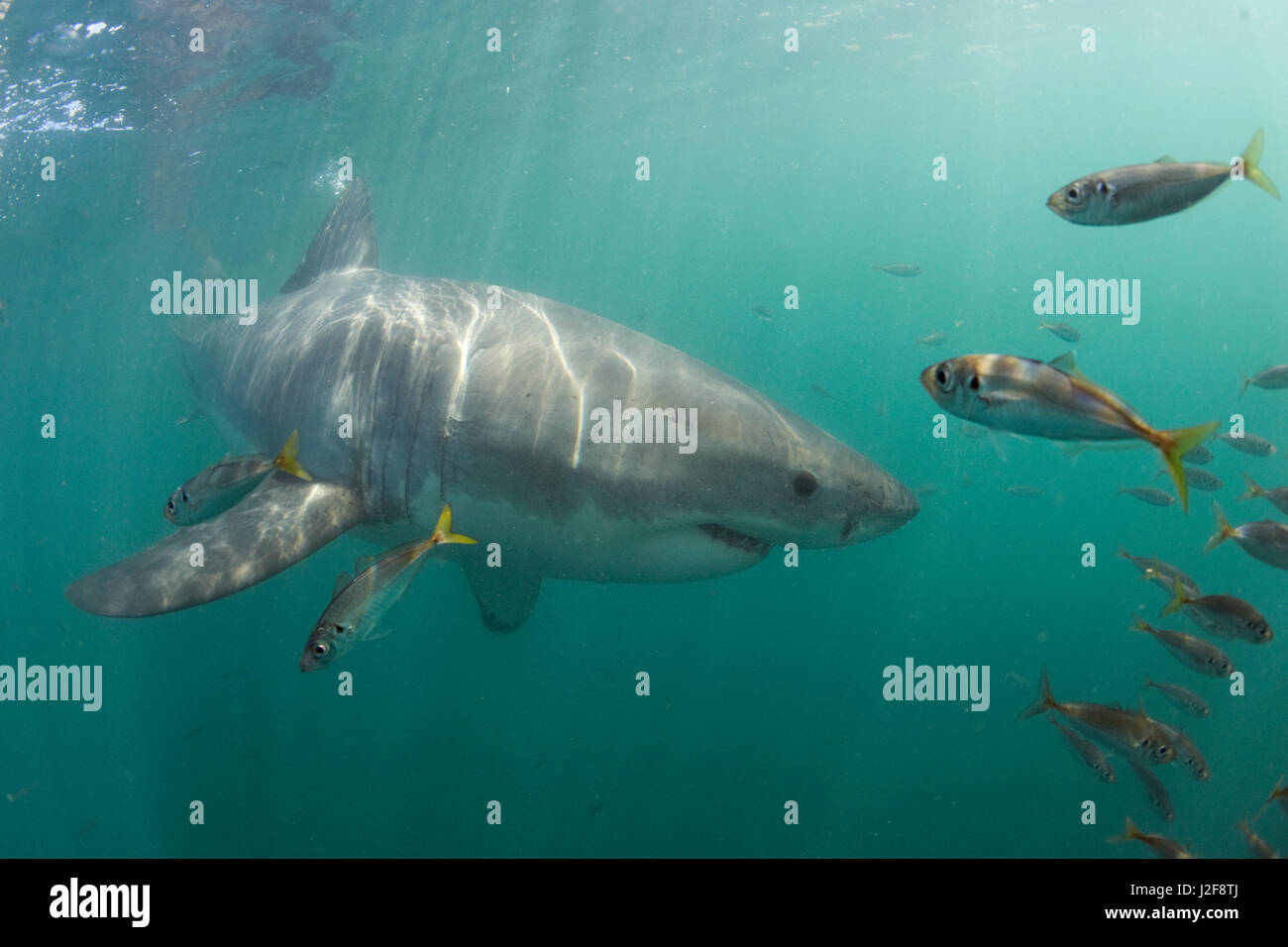 Il grande squalo bianco (Carcharodon carcharias) Foto Stock