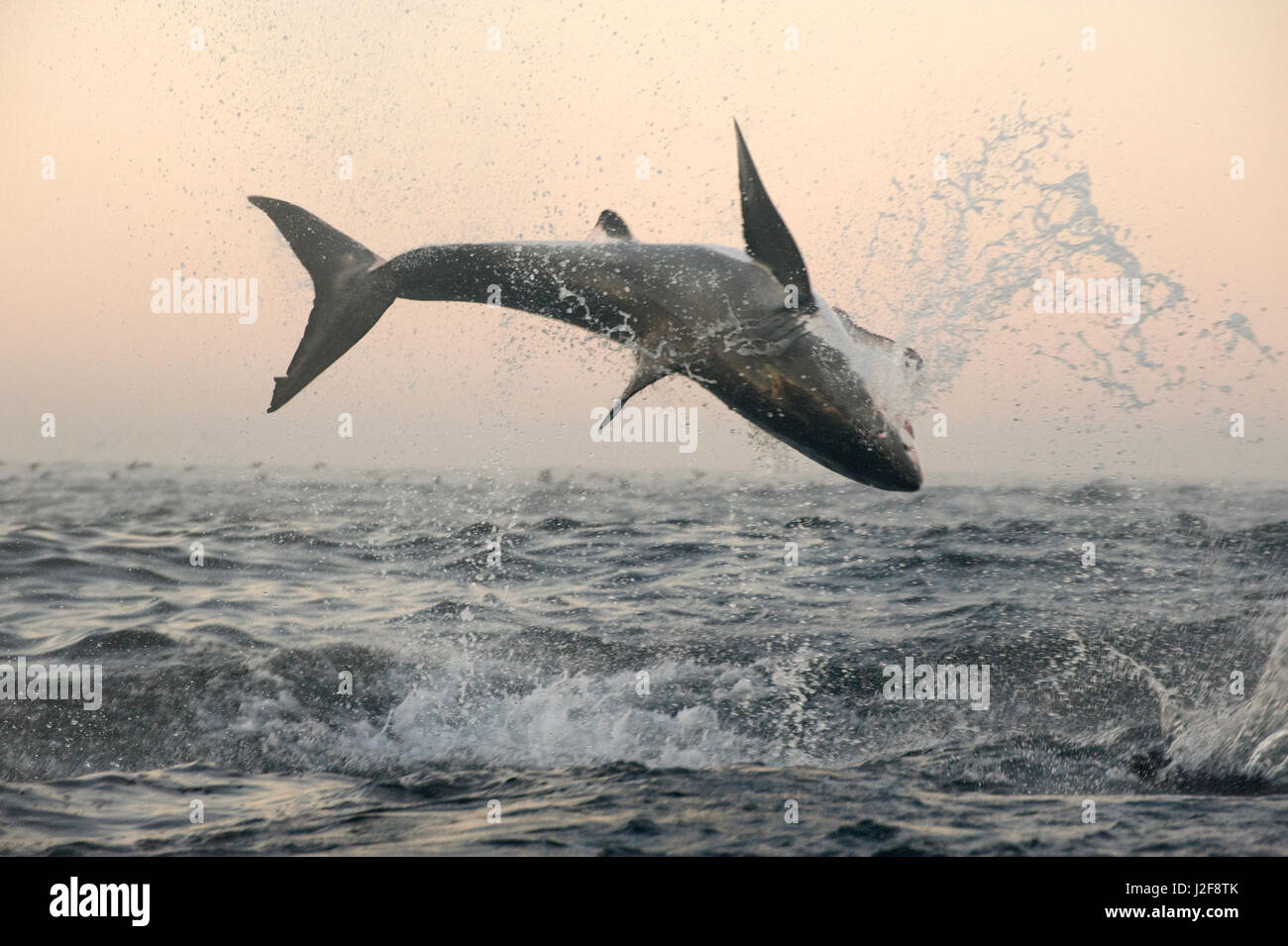 Violare il grande squalo bianco (Carcharodon carcharias) Foto Stock