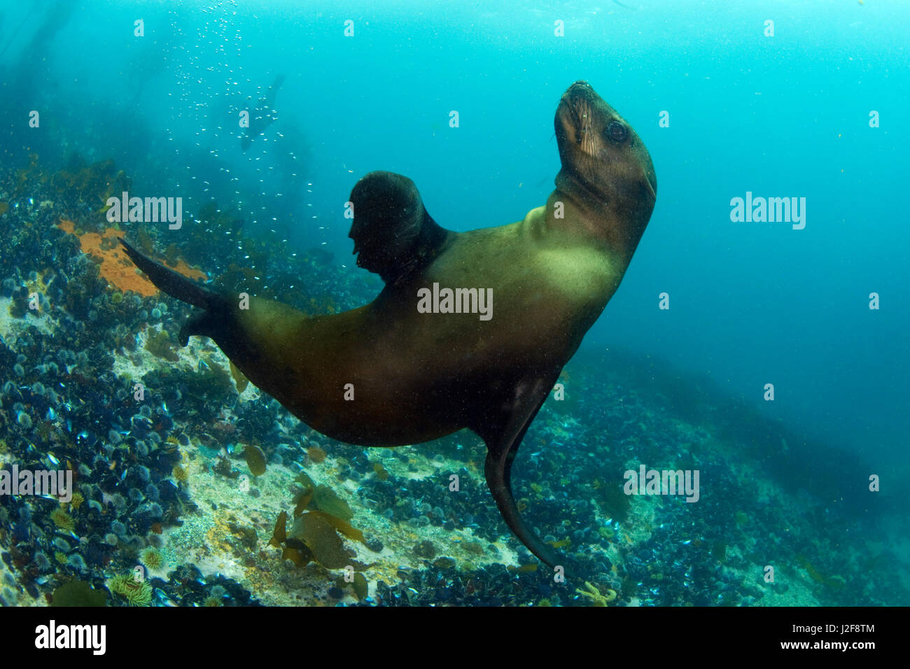Capo pelliccia sigillo (Arctocephalus pusillus) sotto l'acqua Foto Stock