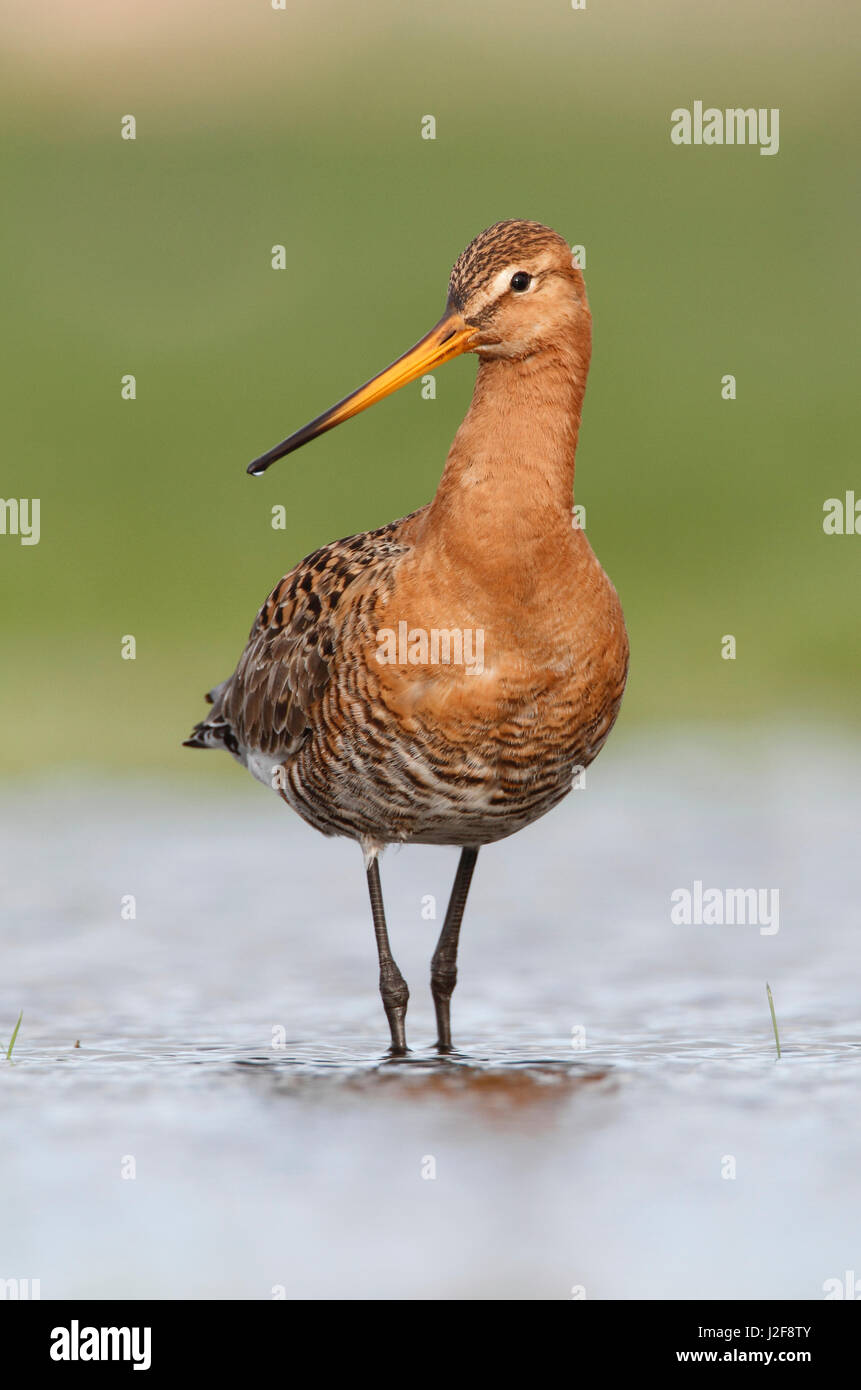 Portret di black-tailed godwit in acqua a terra gli agricoltori Foto Stock