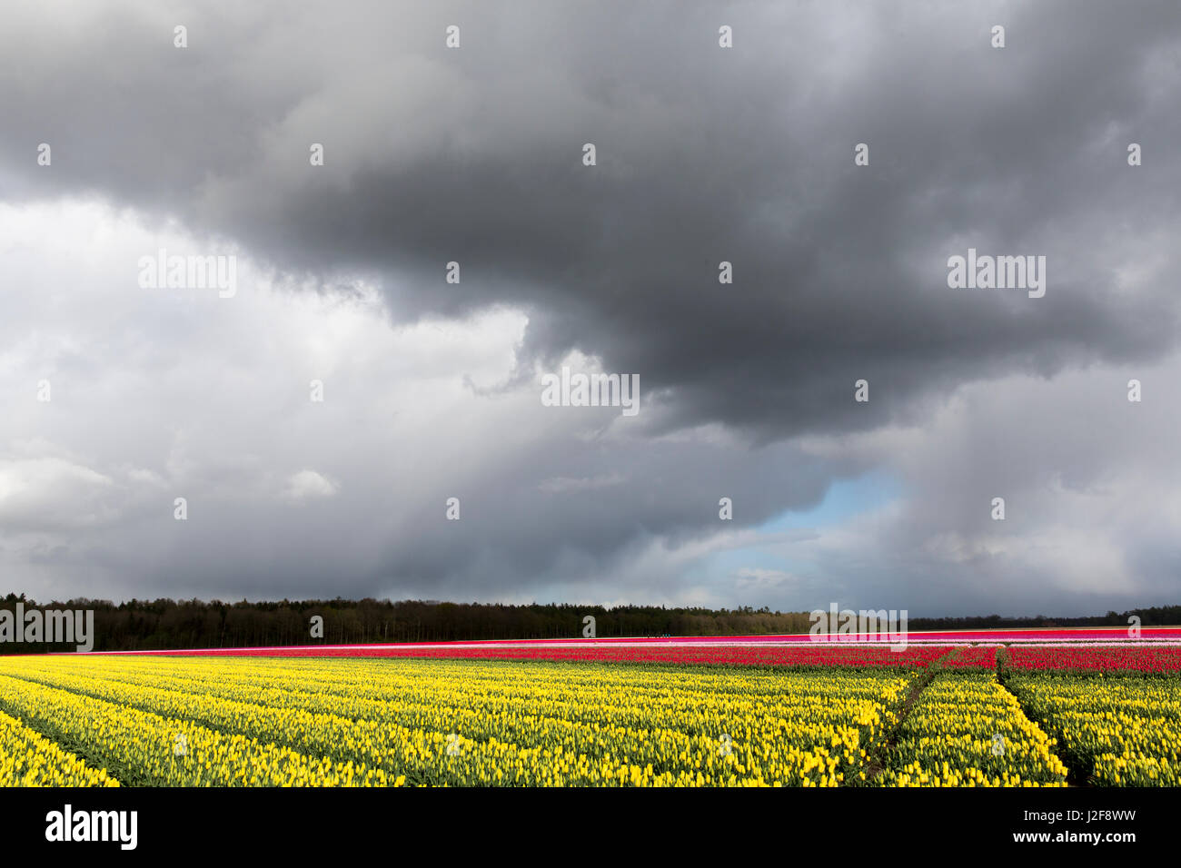 Campi di Tulipani Foto Stock