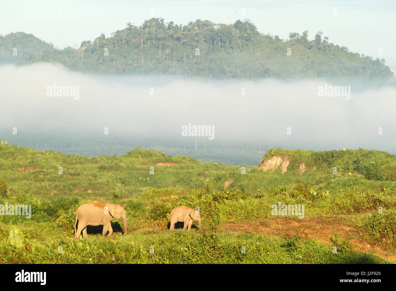 La madre e il giovane Elephas maximus borneensis; Borneo pigmeo di elefante su palmoil plantage alla ricerca di cibo Foto Stock