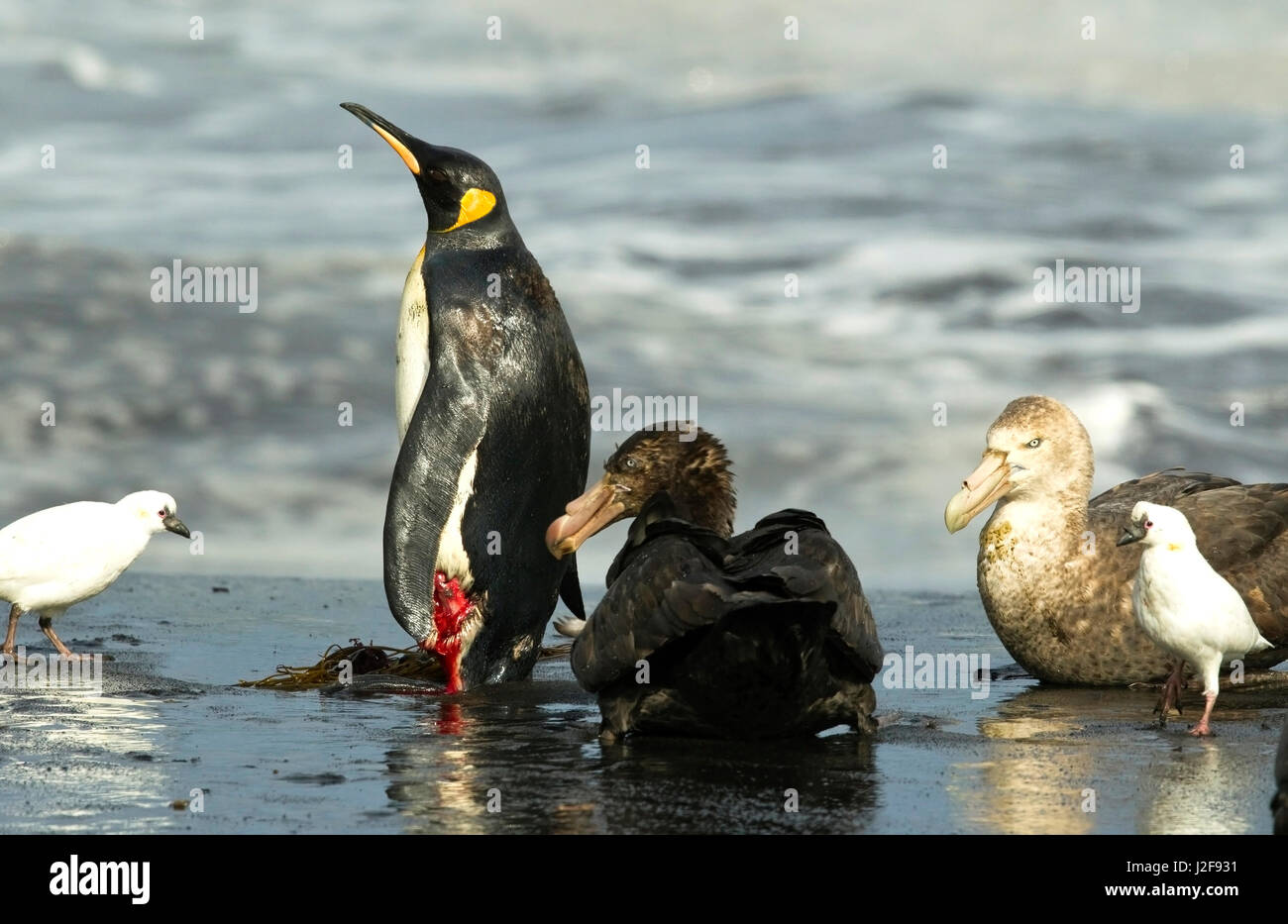 Feriti re pinguino attaccato da papere giganti Foto Stock