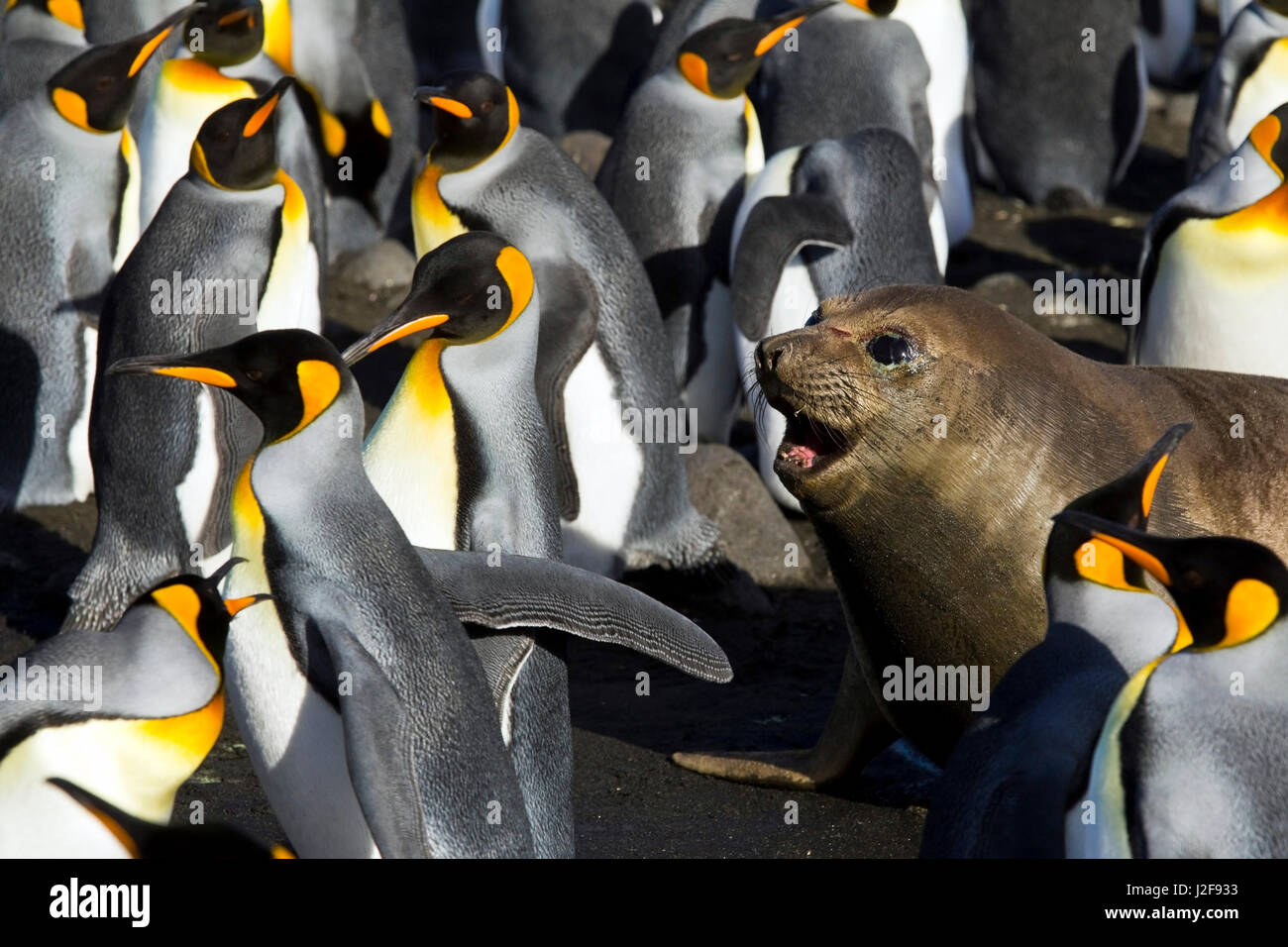 Re colonia di pinguini con guarnizione di elefante Foto Stock