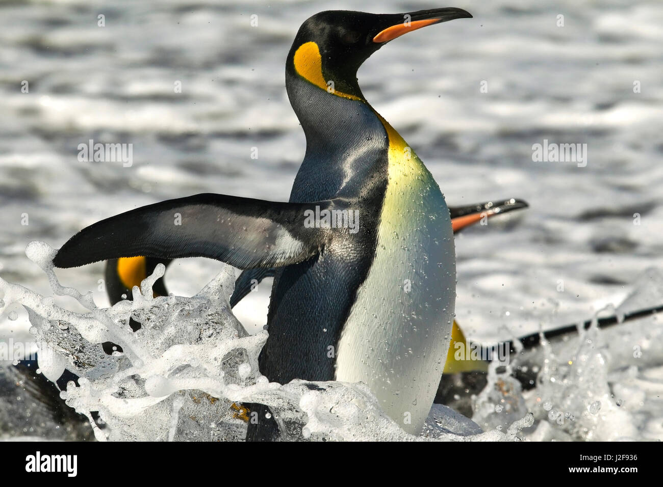 Pinguino reale in acqua vicino alla spiaggia Foto Stock