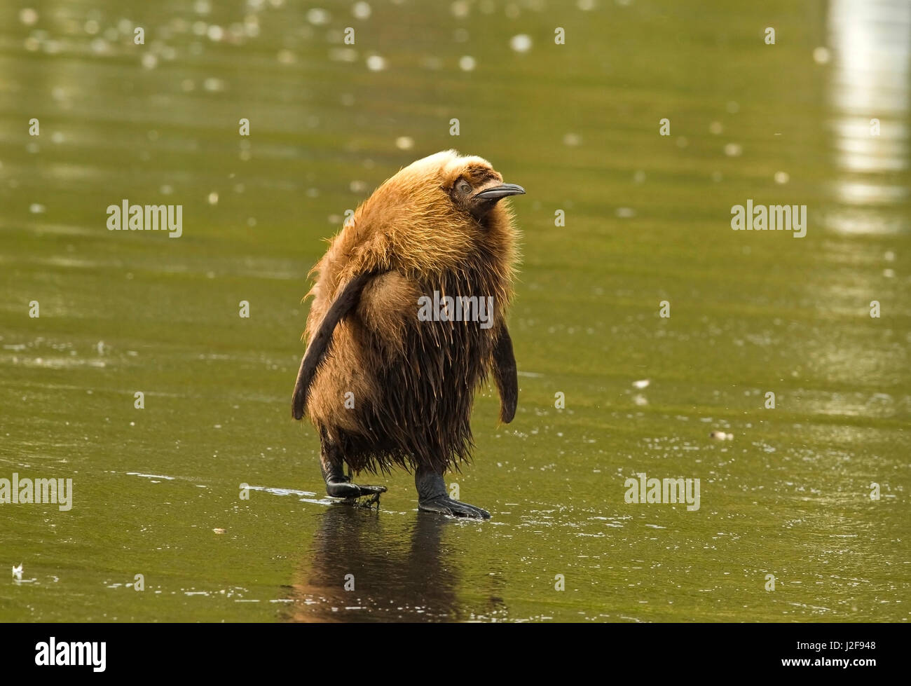 I capretti pinguino reale sulla spiaggia Foto Stock