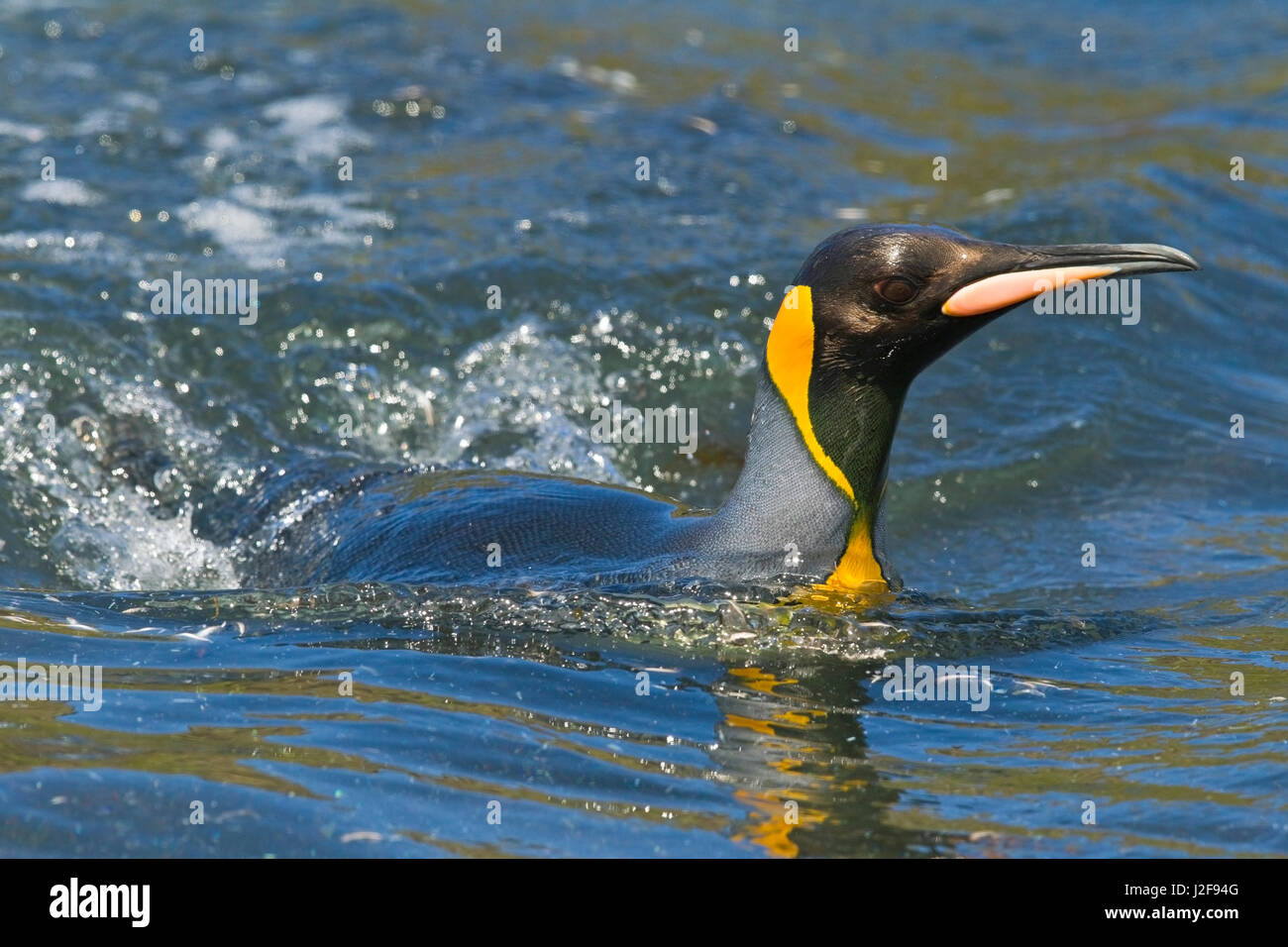 Pinguino reale in acqua vicino alla spiaggia Foto Stock