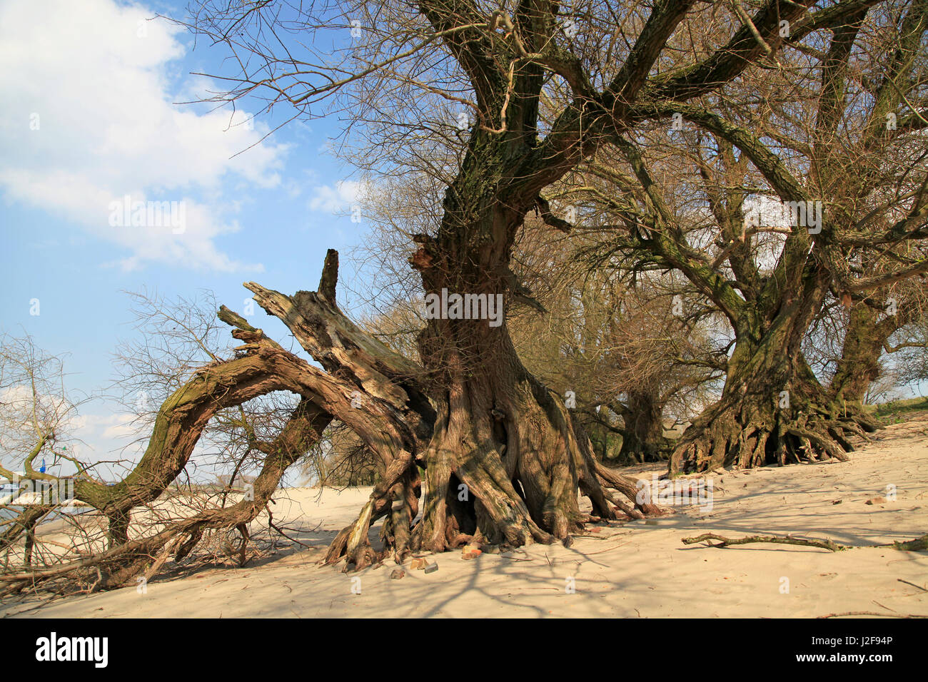 Salici che cresce su un riverbeach del fiume Waal. Foto Stock