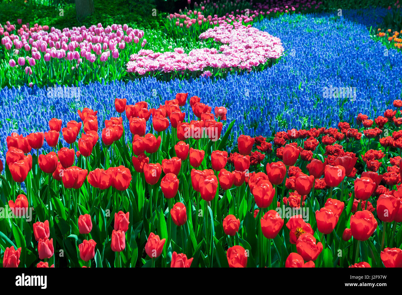 Bellissimi fiori e giardini del Keukenhof in Lisse Foto Stock