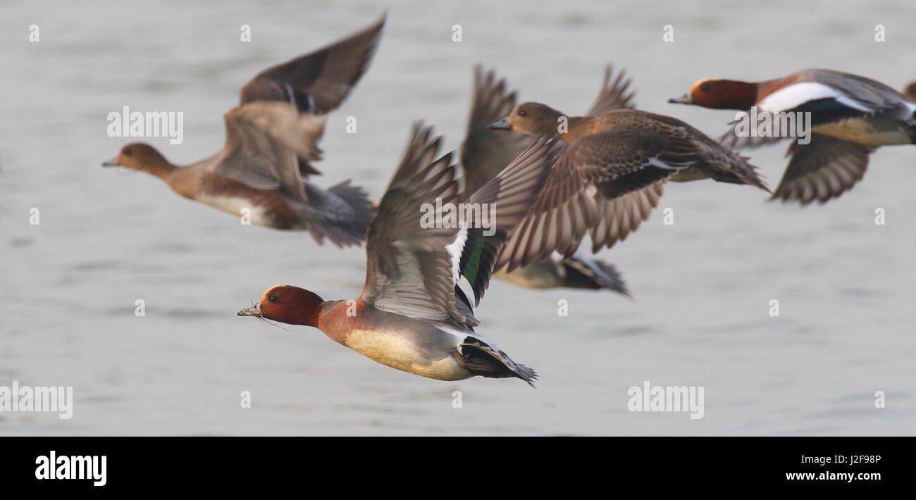 Flying wigeons eurasiatica (Anas penelope) Foto Stock