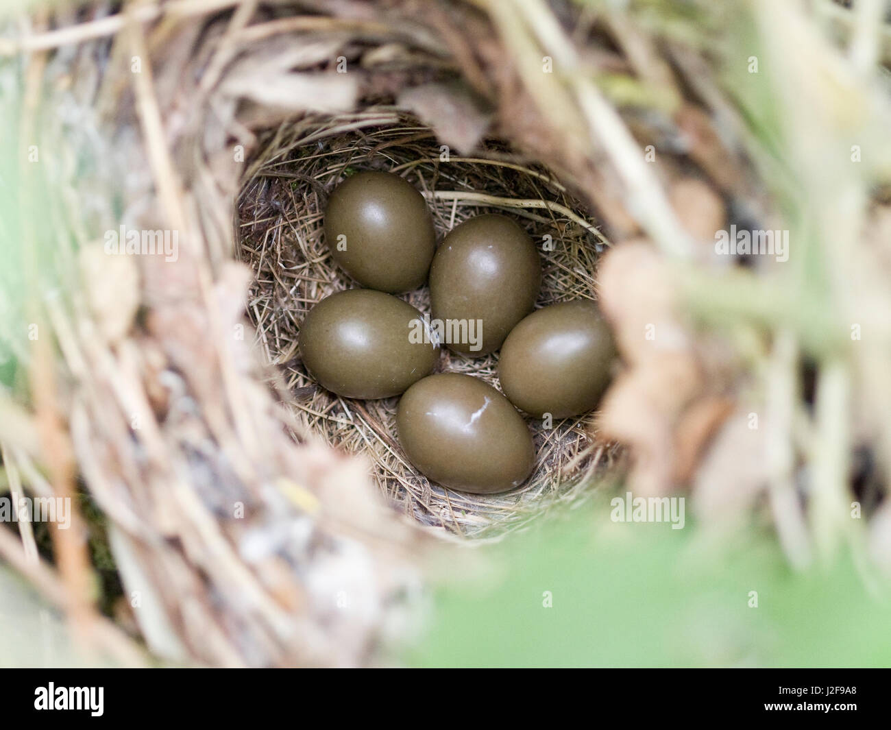 Il nido di un comune usignolo (Luscinia megarhynchos) con cinque uova Foto Stock