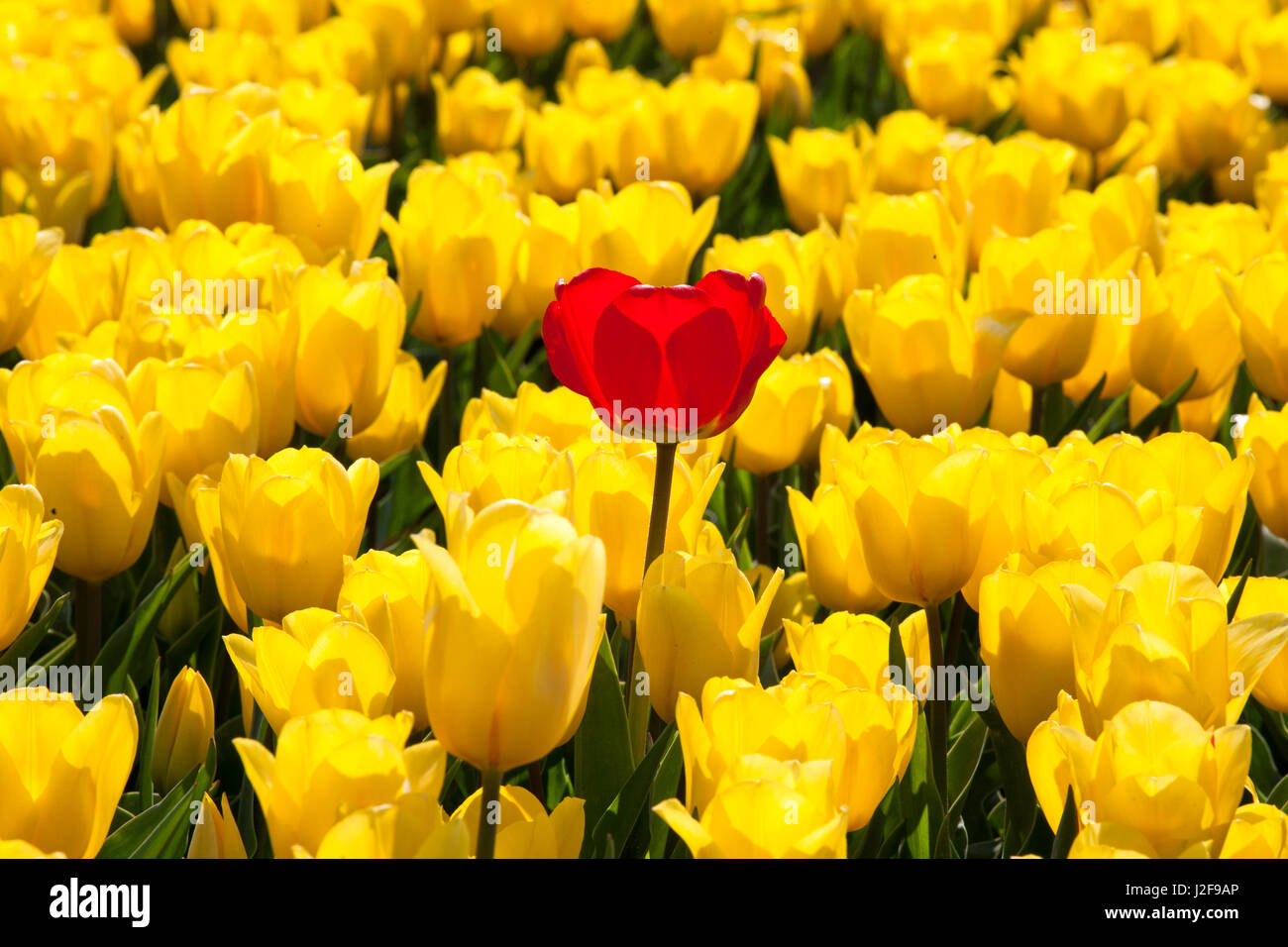 Campo di tulipani nel nordest parte polder del Flevoland come un raccolto sul campo per la coltivazione con un bulbo di un colore diverso che deve essere rimosso Foto Stock