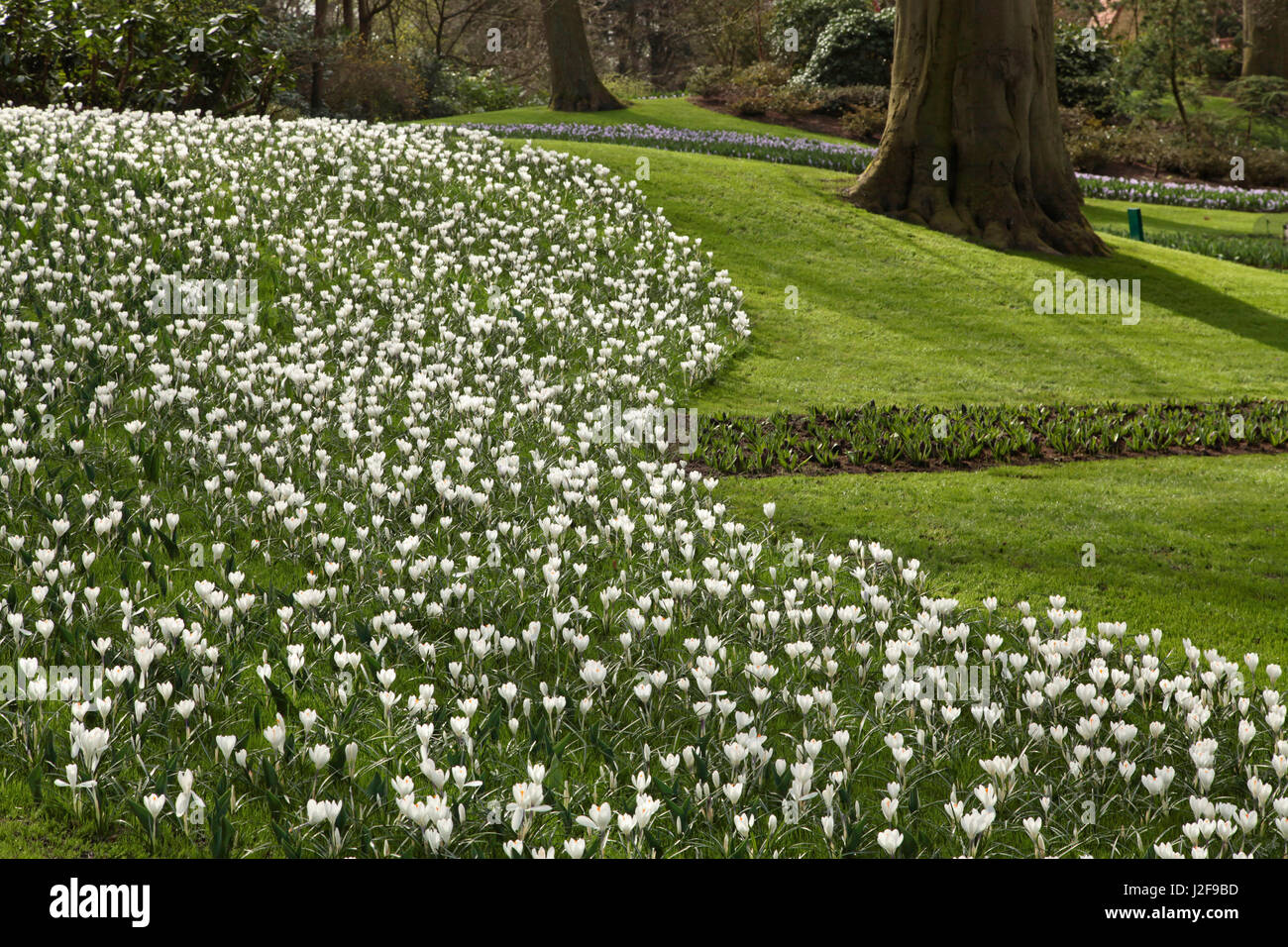 Architettura di giardino del Keukenhof. Confine con crocusses bianco. Foto Stock