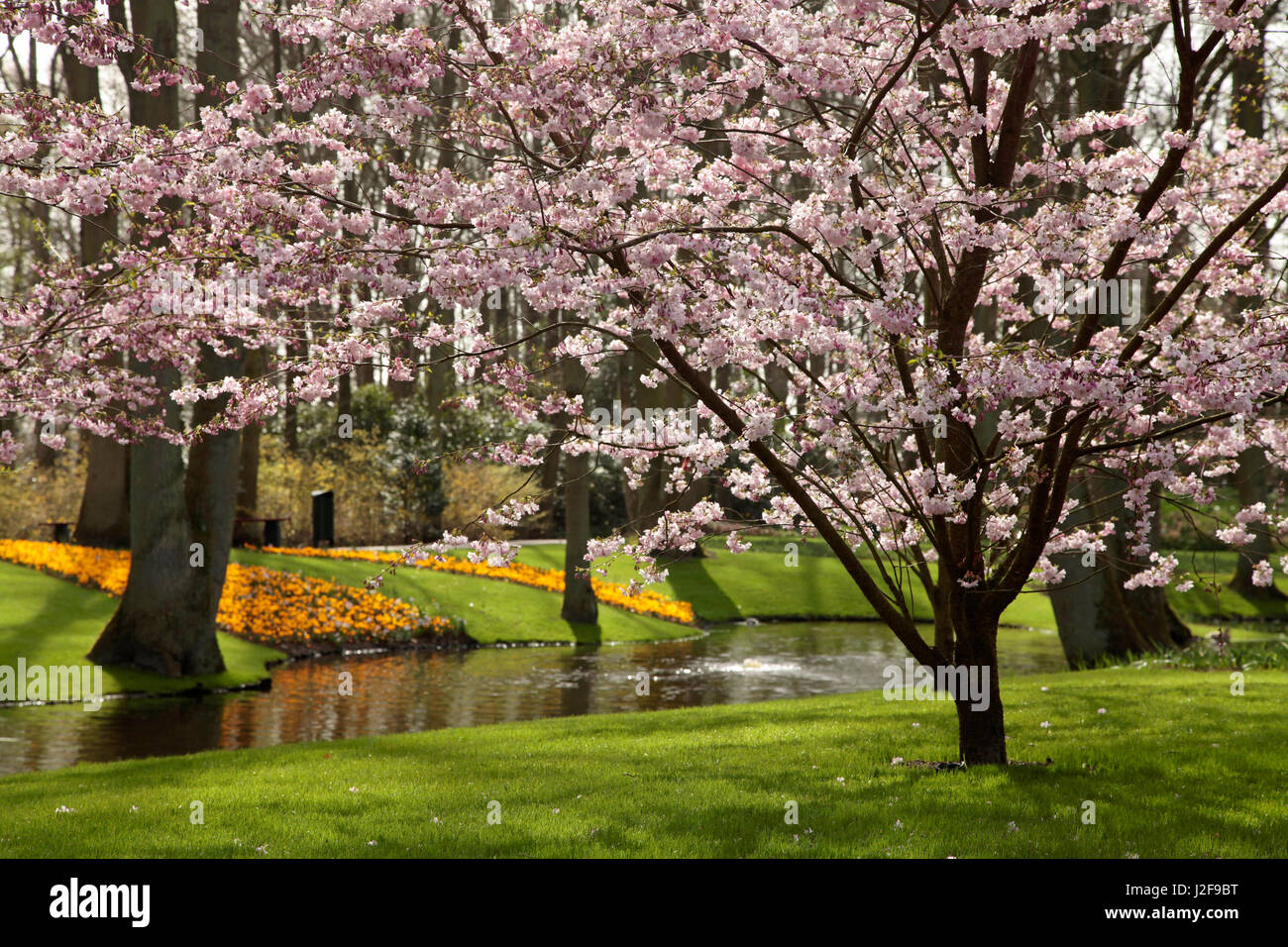 Architettura di giardino del Keukenhof. Un Prunus e confina con colorati tulipani e crochi. Foto Stock