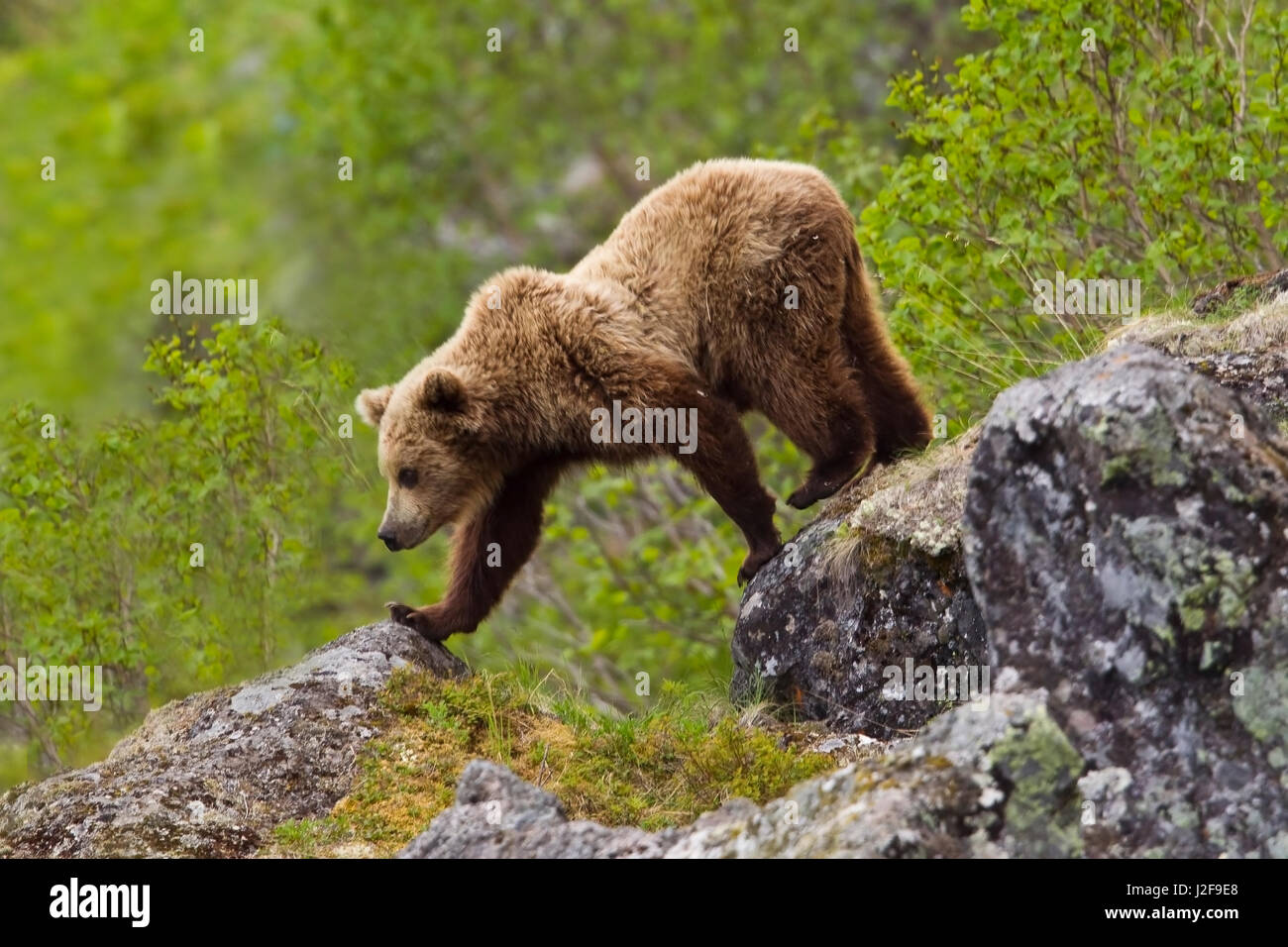 Camminare orso bruno in tundra rocciosa Foto Stock