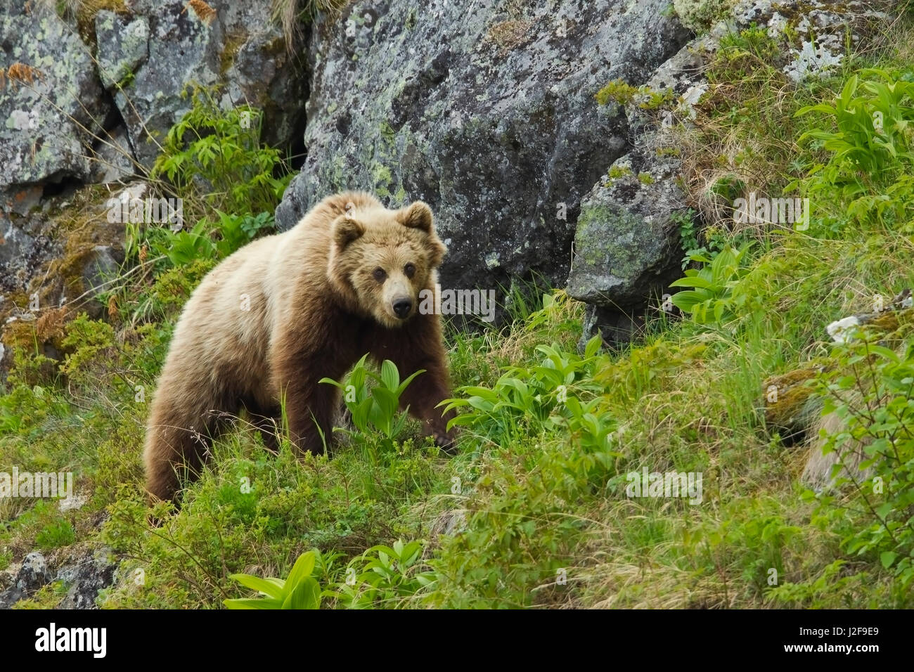 Camminare orso bruno in tundra rocciosa Foto Stock