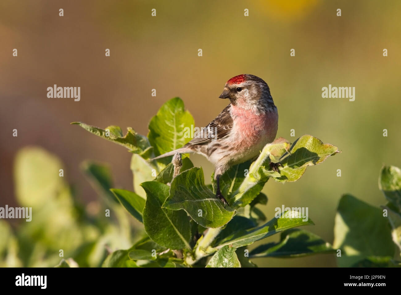 Redpoll comune su un ramo Foto Stock