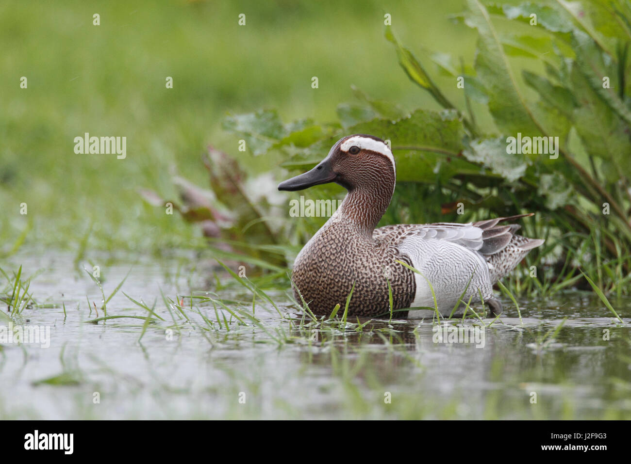 Maschio di marzaiola (Anas querquedula) nelle praterie umide su terreni agricoli Foto Stock