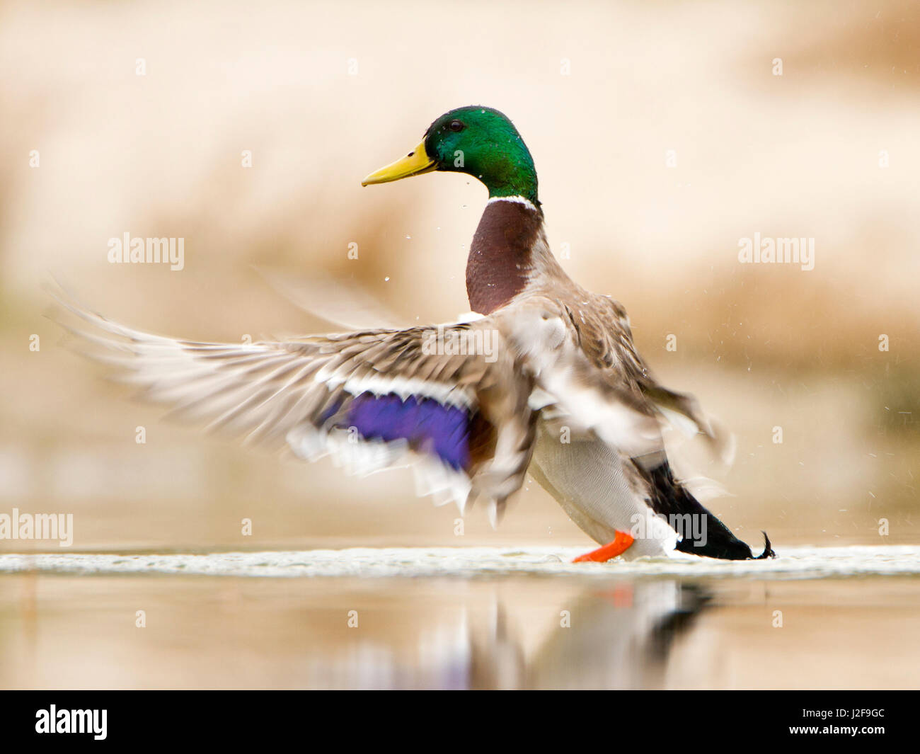 Mallard drake scuotendo le sue ali Foto Stock