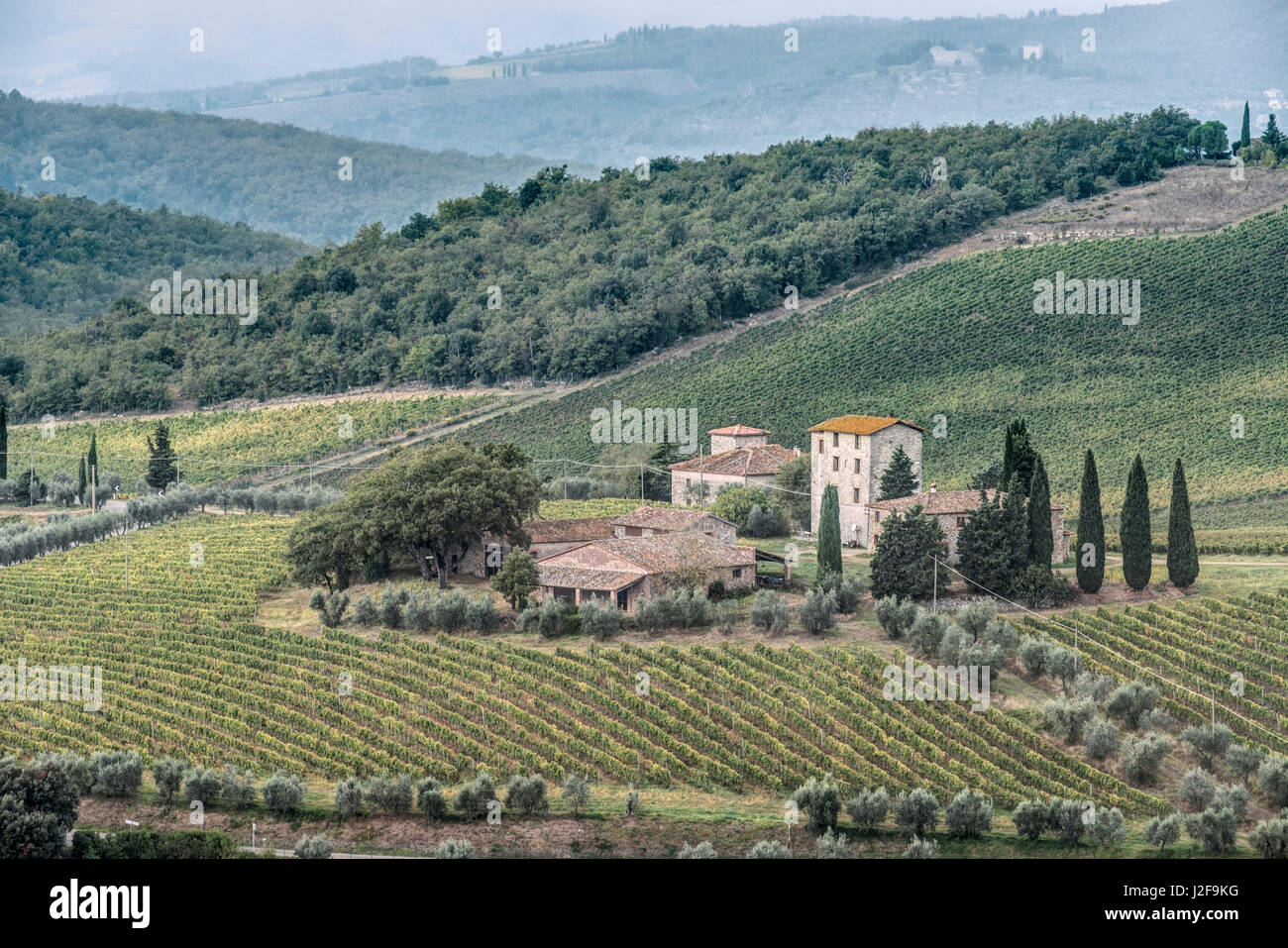 L'Italia, Toscana, Chianti, vicino a Gaiole in Chianti - Castello di Brolio (Castello di Brolio) Vigna (formato di grandi dimensioni disponibili) Foto Stock