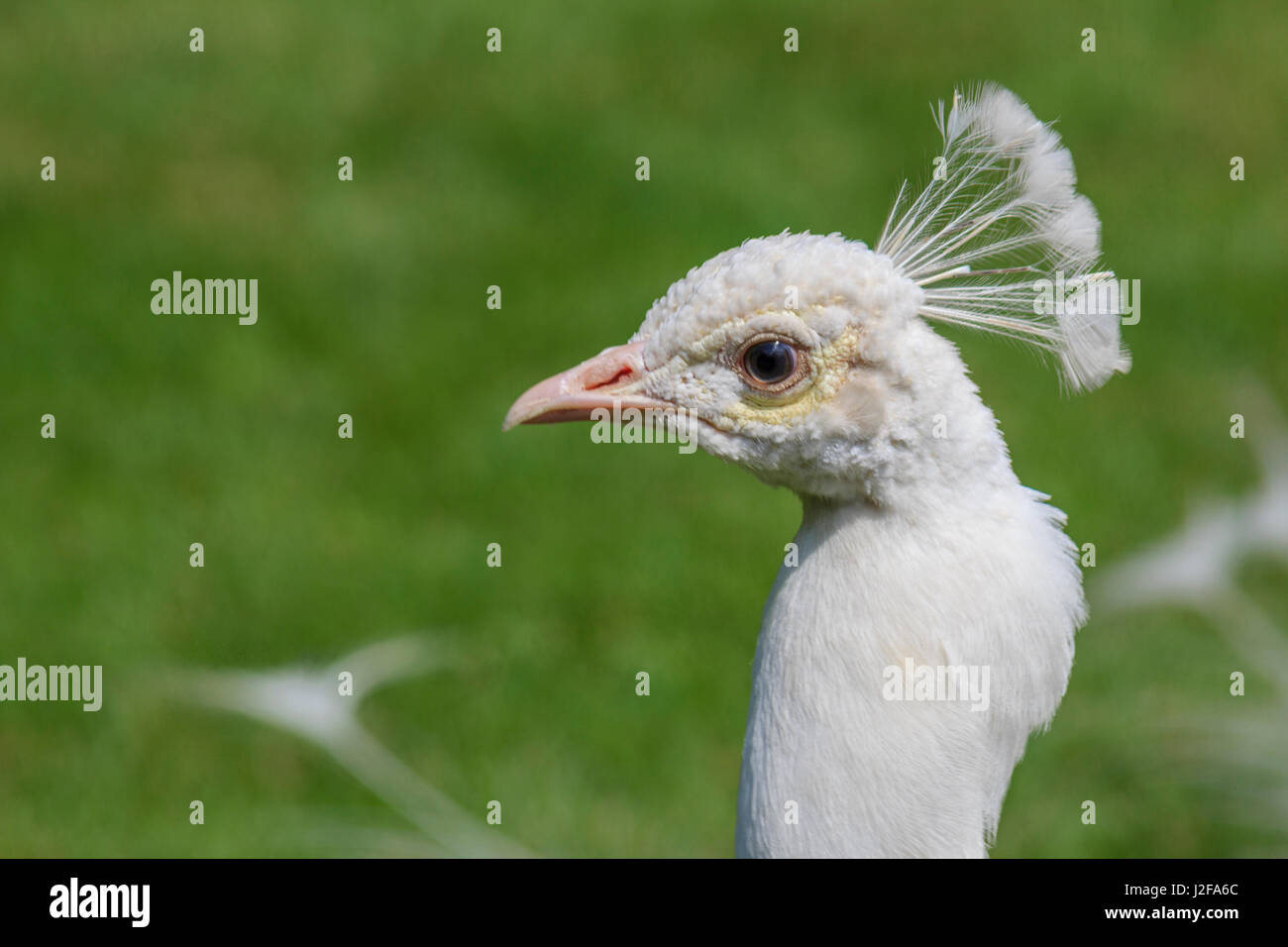White Peacock. Palazzo Giardino italiano Isola Bella. Isole Borromee. Il Lago Maggiore. L'Italia. Foto Stock