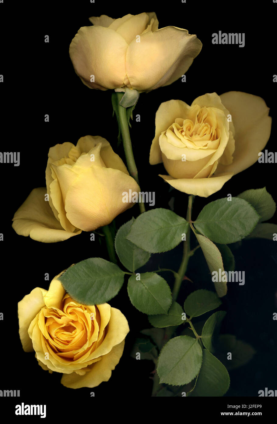 Rose di colore giallo su sfondo nero (formato di grandi dimensioni disponibili) Foto Stock