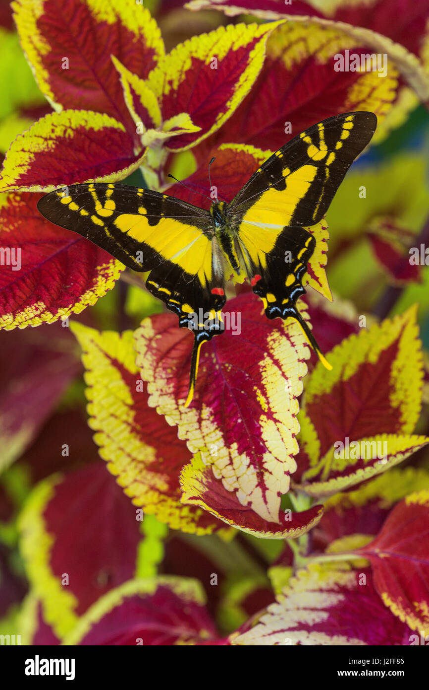 Aquilone arancione farfalla a coda di rondine, Eurytides thyastes Foto Stock