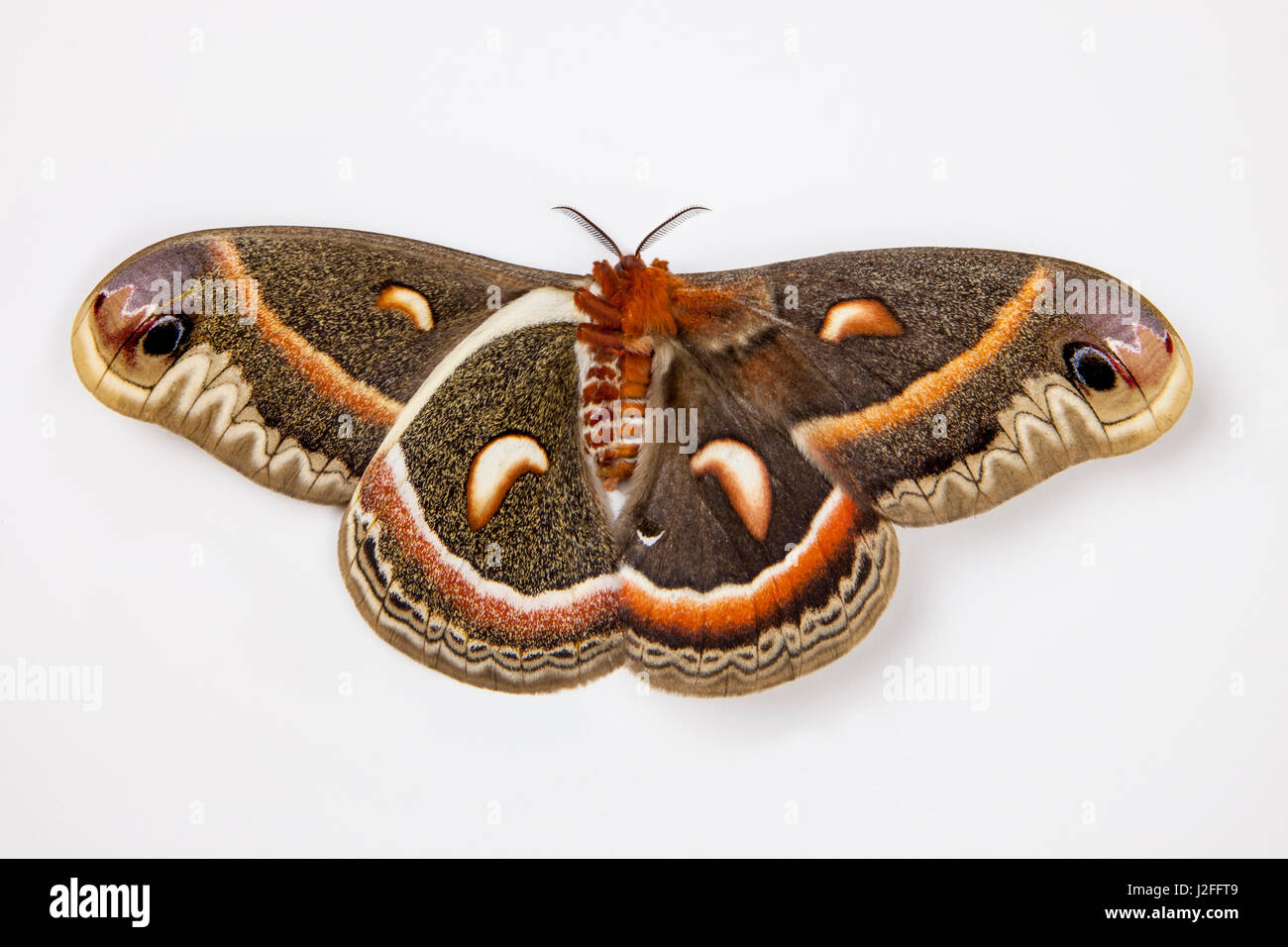 Peltata Silk Moth, Red Robin, Hyalophora peltata femmina di confronto tra parte superiore e parte inferiore ali Foto Stock