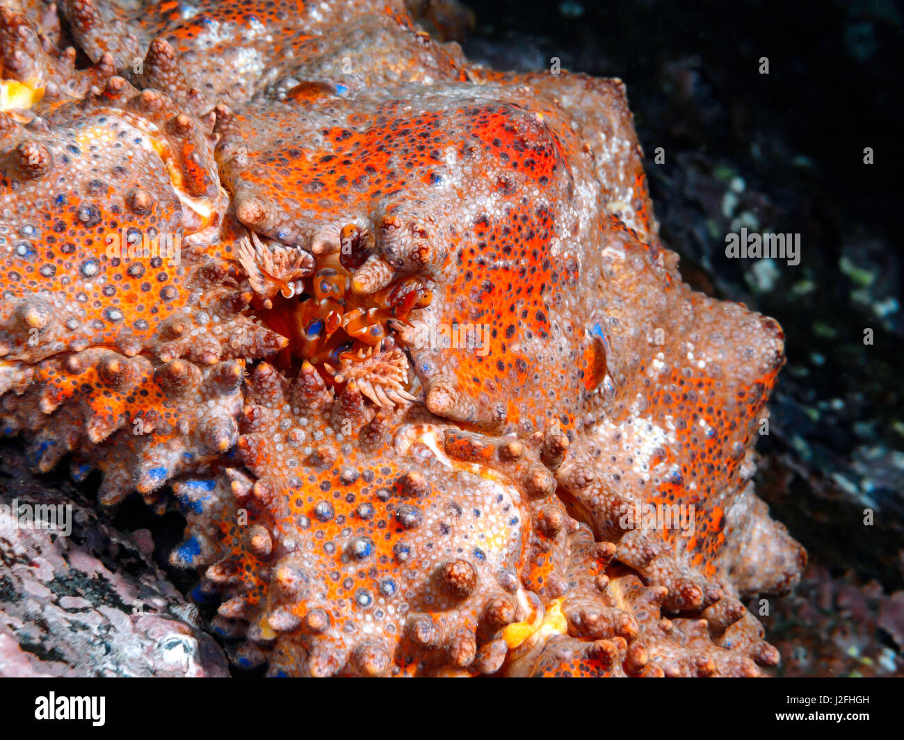 Puget Sound Granchio reale conosciuto anche come 'Casella Crab' fotografato durante un tuffo nel sud della British Columbia. Foto Stock