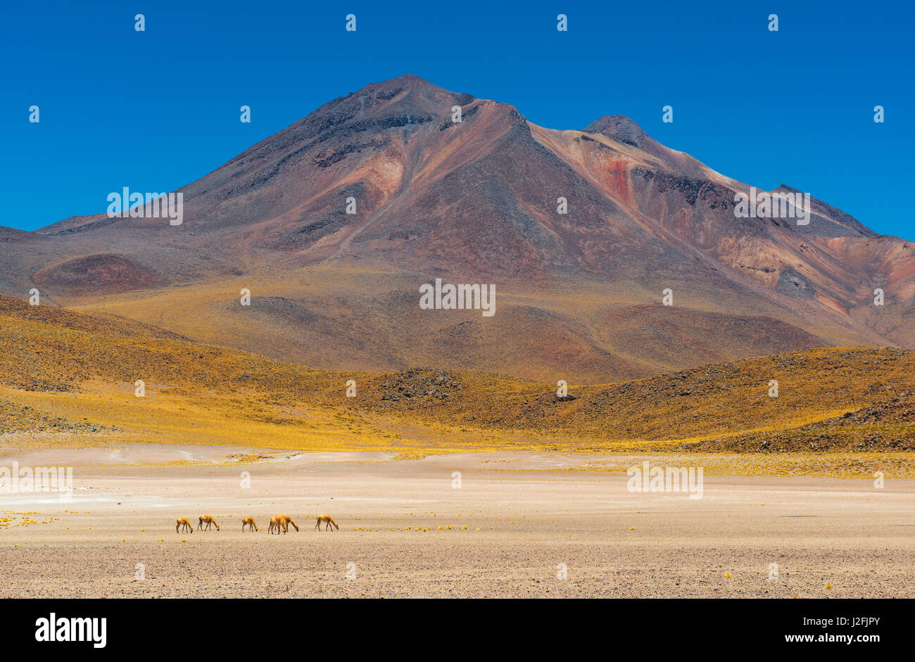 Una mandria di vigogna (vicugna vicugna) pascolare nel deserto di Atacama dalla laguna Miscanti con la cordigliera delle Ande in background, Cile. Foto Stock