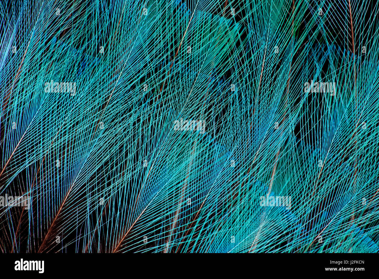 Blu, uccello del paradiso piume Foto Stock