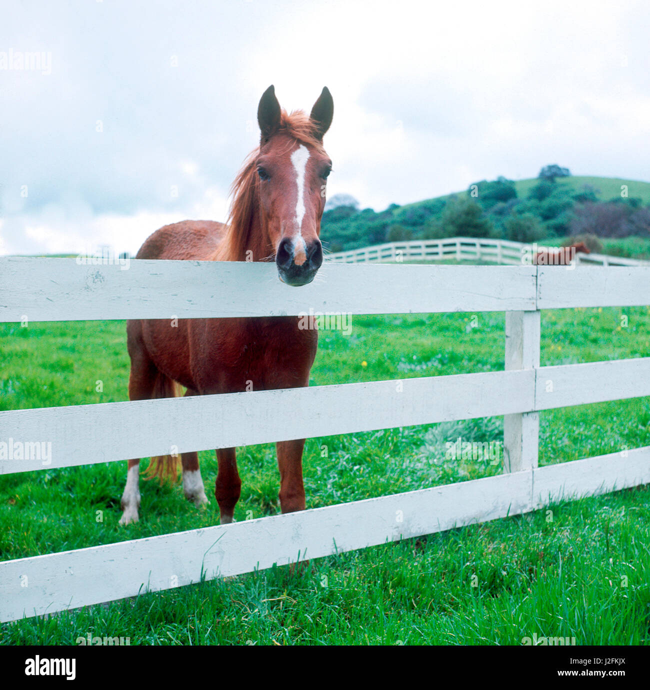 Un cavallo guardando la telecamera mentre dietro un recinto di bianco in un pascolo Foto Stock