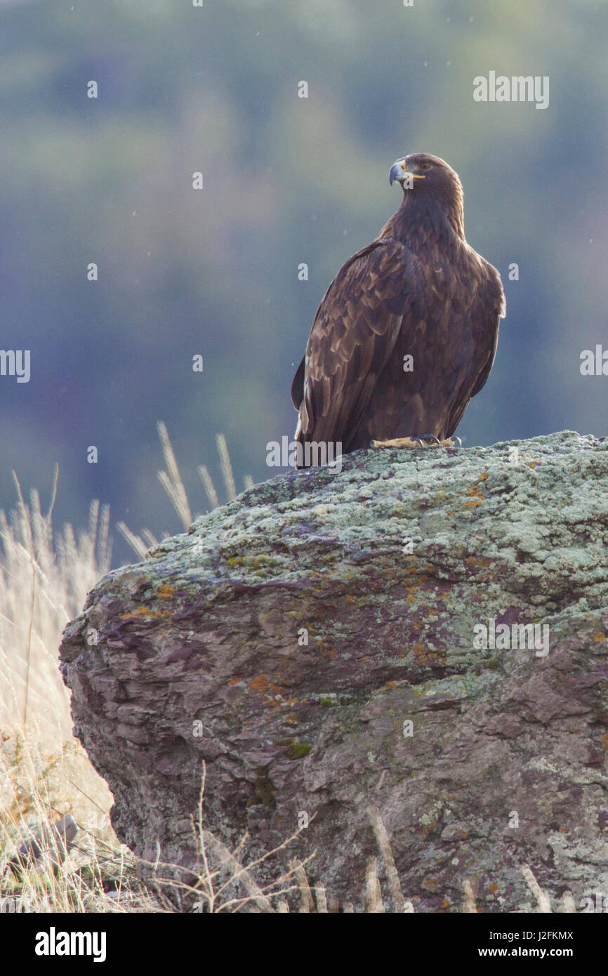 Aquila d'oro Foto Stock