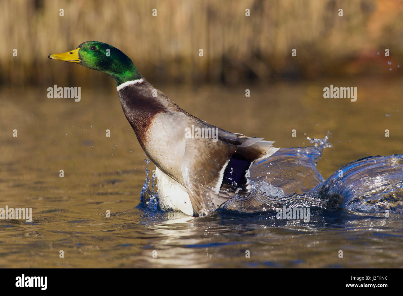 Mallard Drake di prendere il volo Foto Stock