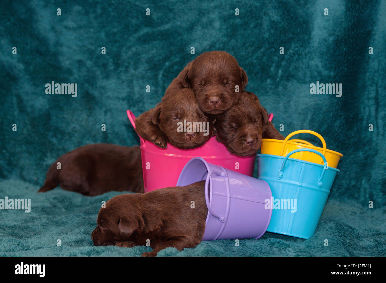 Pila di Sleeping Labrador Retriever cuccioli Foto Stock