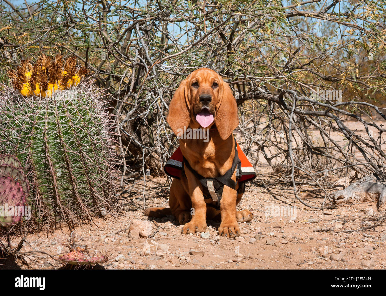 Operazioni di ricerca e salvataggio Bloodhound in formazione nel Deserto di Sonora (MR) Foto Stock
