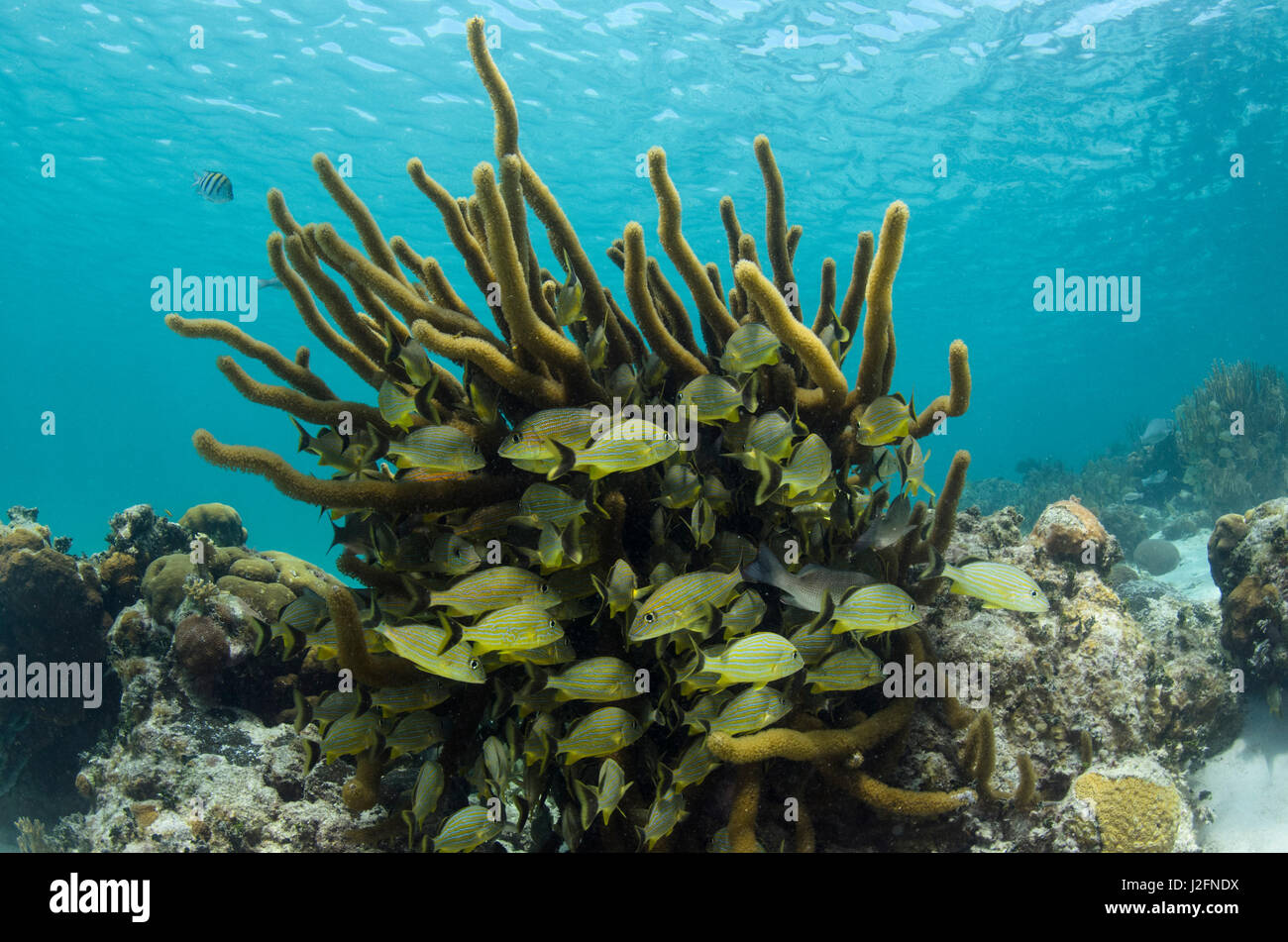 A strisce blu grunt (Haemulon Sciurus), Hol Chan riserva marina vicino a Ambergris Caye e Caye Caulker, Belize Foto Stock