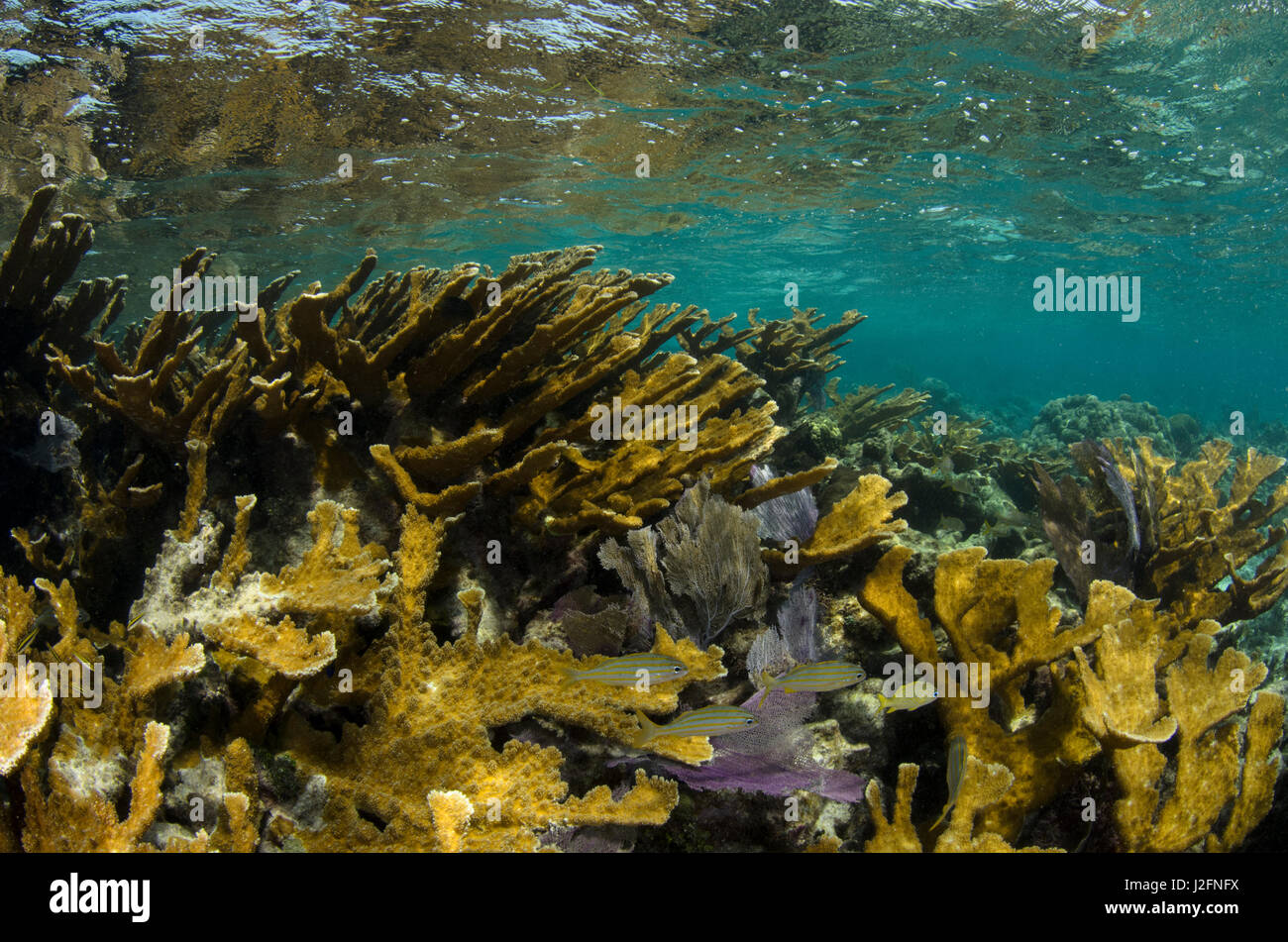 Elkhorn Coral (Acropora palmata) e francese (grugnito Haemulon flavolineatum), Hol Chan riserva marina vicino a Ambergris Caye e Caye Caulker, Belize Foto Stock