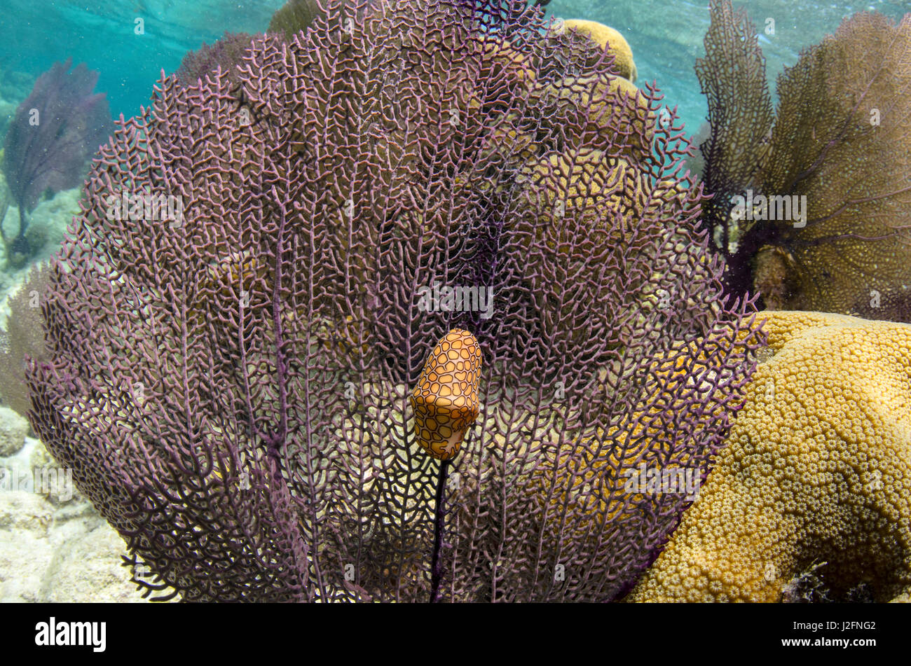 Flamingo Tongue (Cyphoma gibbous) sul mare comune ventola (Gorgonia ventalina), Lighthouse Reef Atoll, Belize Foto Stock