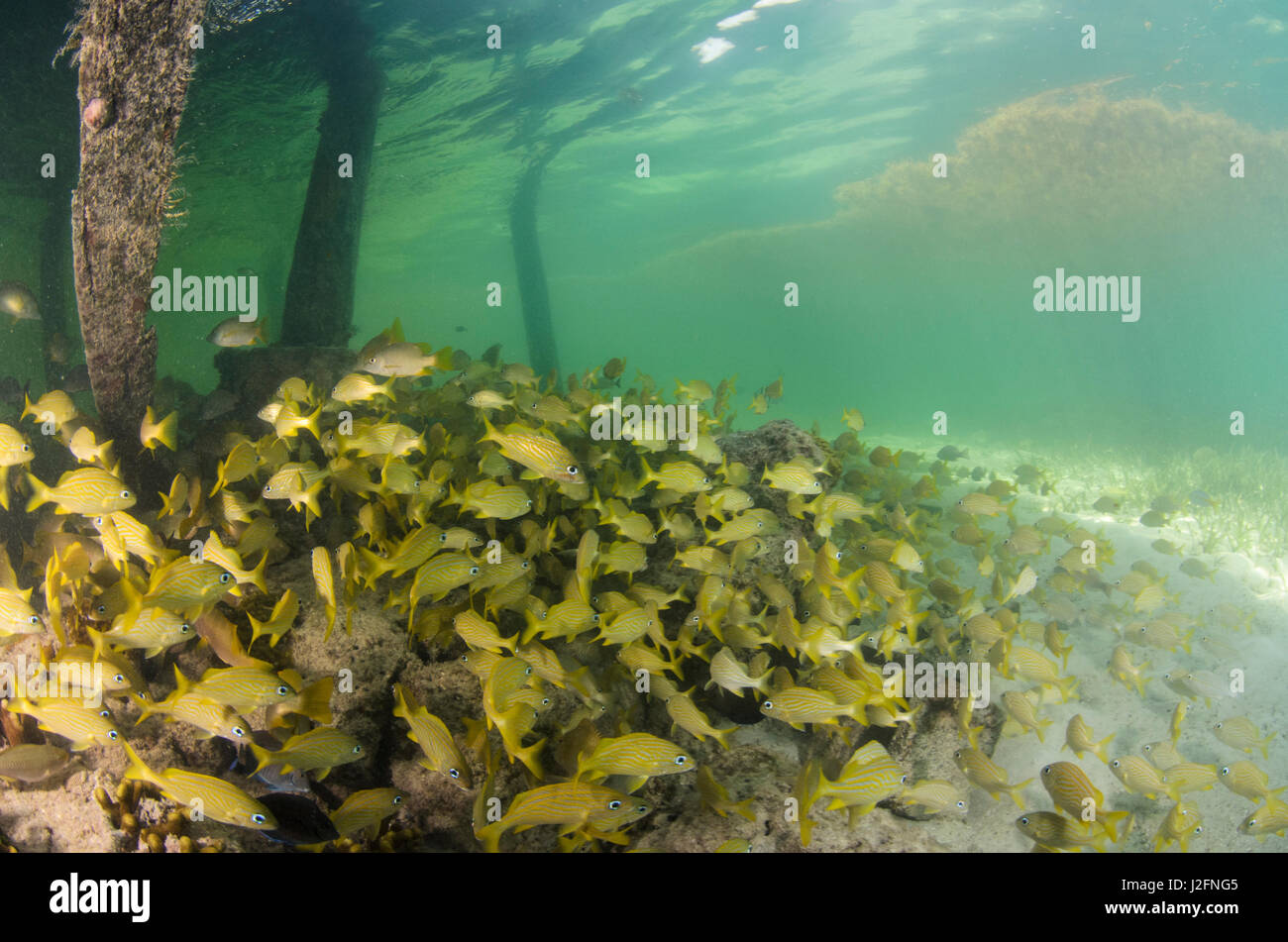 Grunt francese (Haemulon flavolineatum) sotto il dock, Ambergris Caye Belize Foto Stock