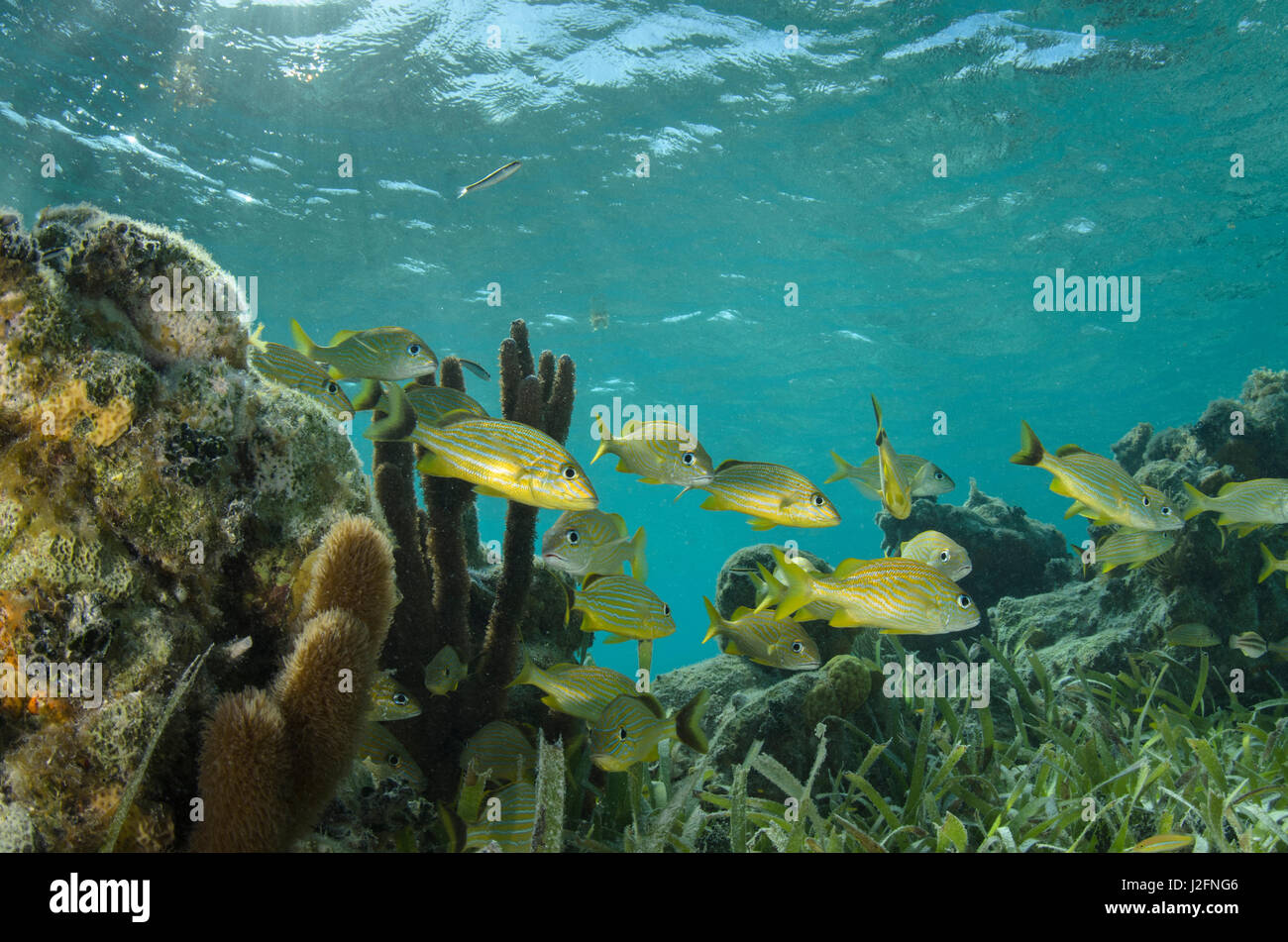 Grunt francese (Haemulon flavolineatum), Half Moon Caye, Lighthouse Reef Atoll, Belize Foto Stock