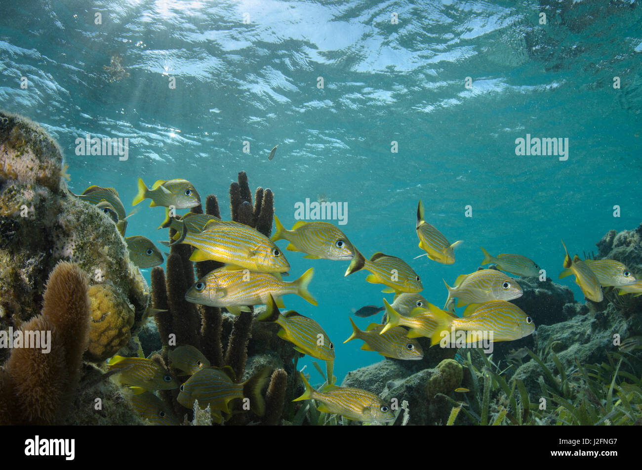 Grunt francese (Haemulon flavolineatum), Half Moon Caye, Lighthouse Reef Atoll, Belize Foto Stock